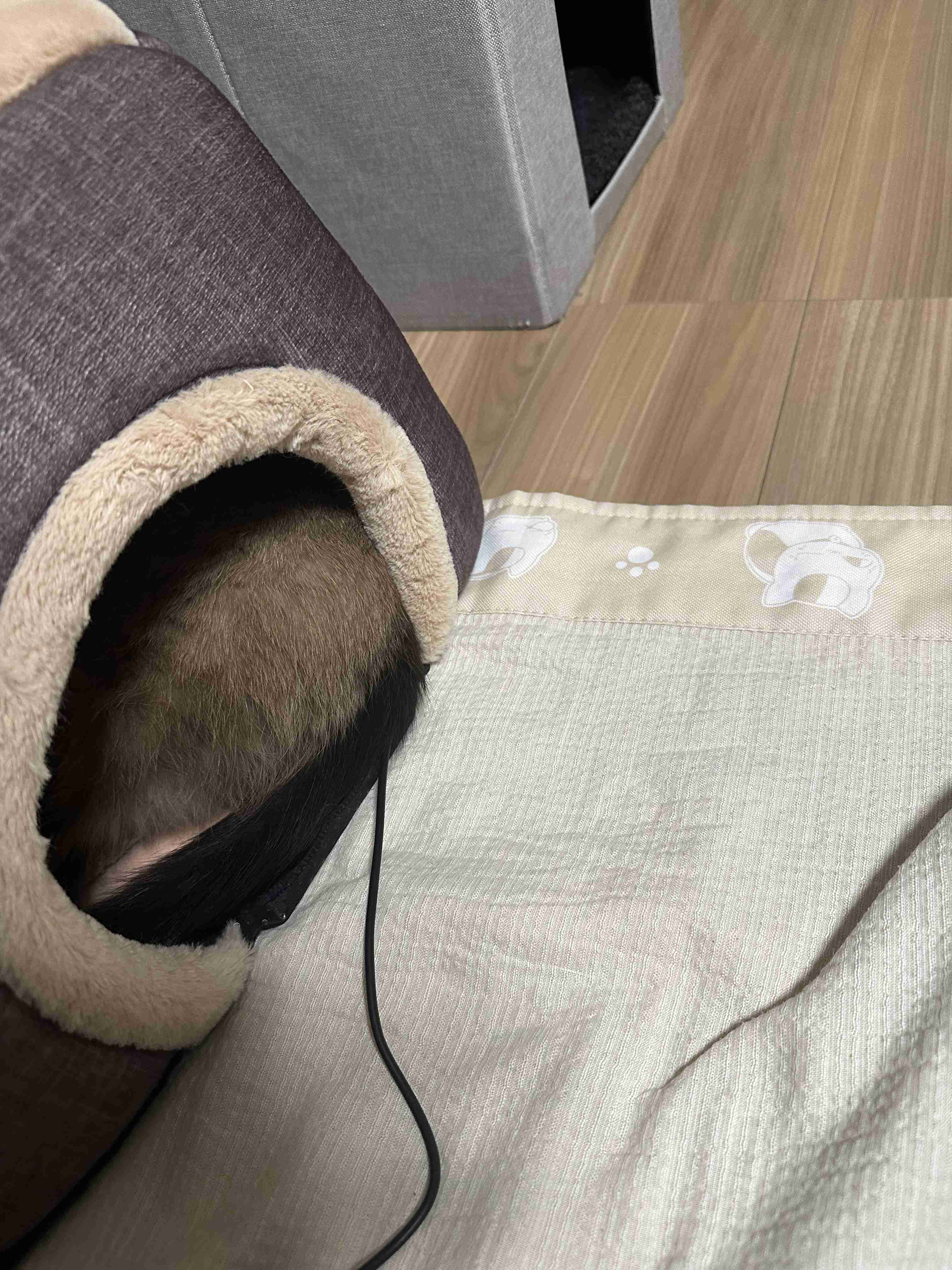 がるちゃん猫カフェ118号店開店しました♪(初めての方も大歓迎♪)