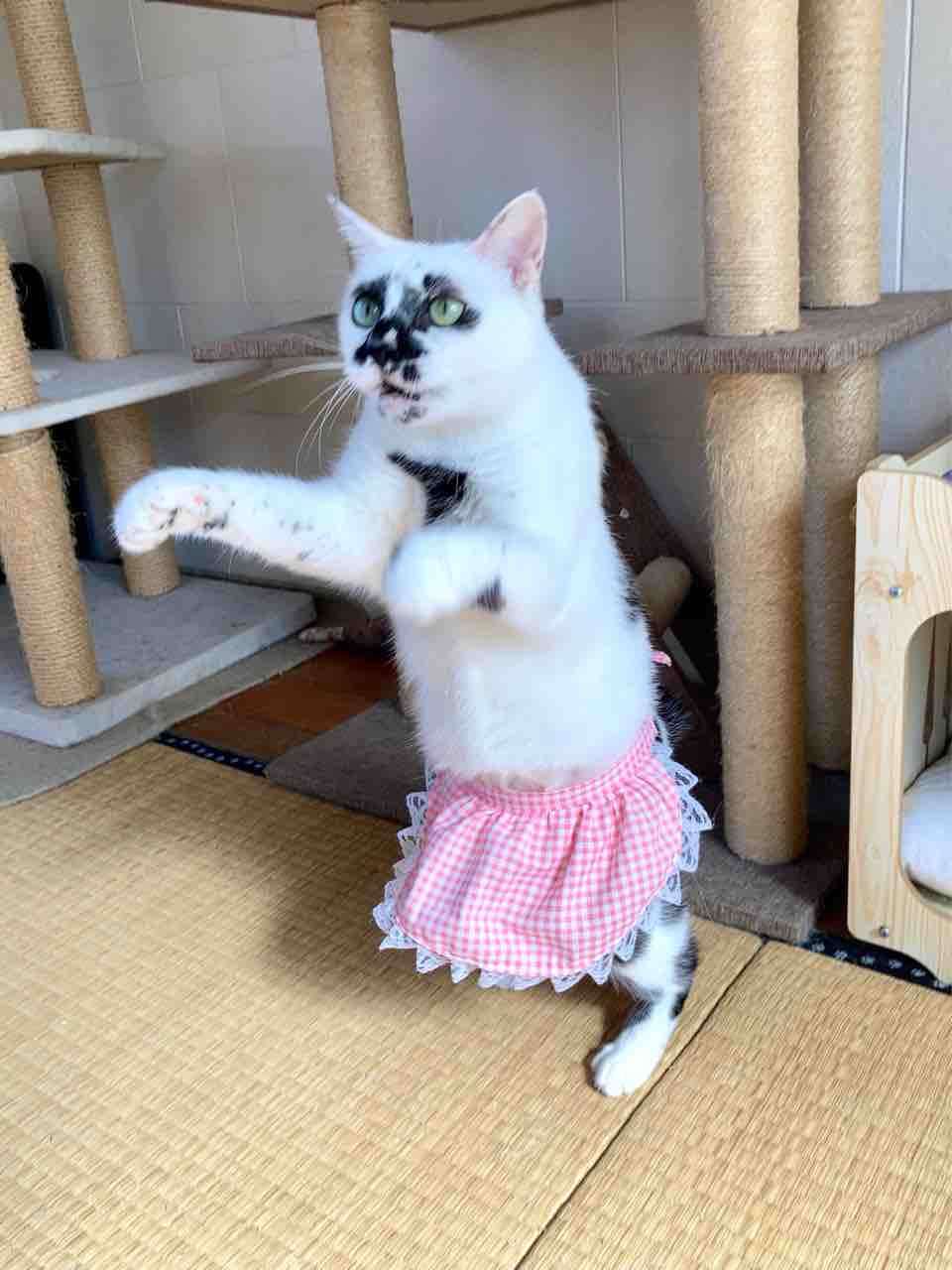 がるちゃん猫カフェ118号店開店しました♪(初めての方も大歓迎♪)