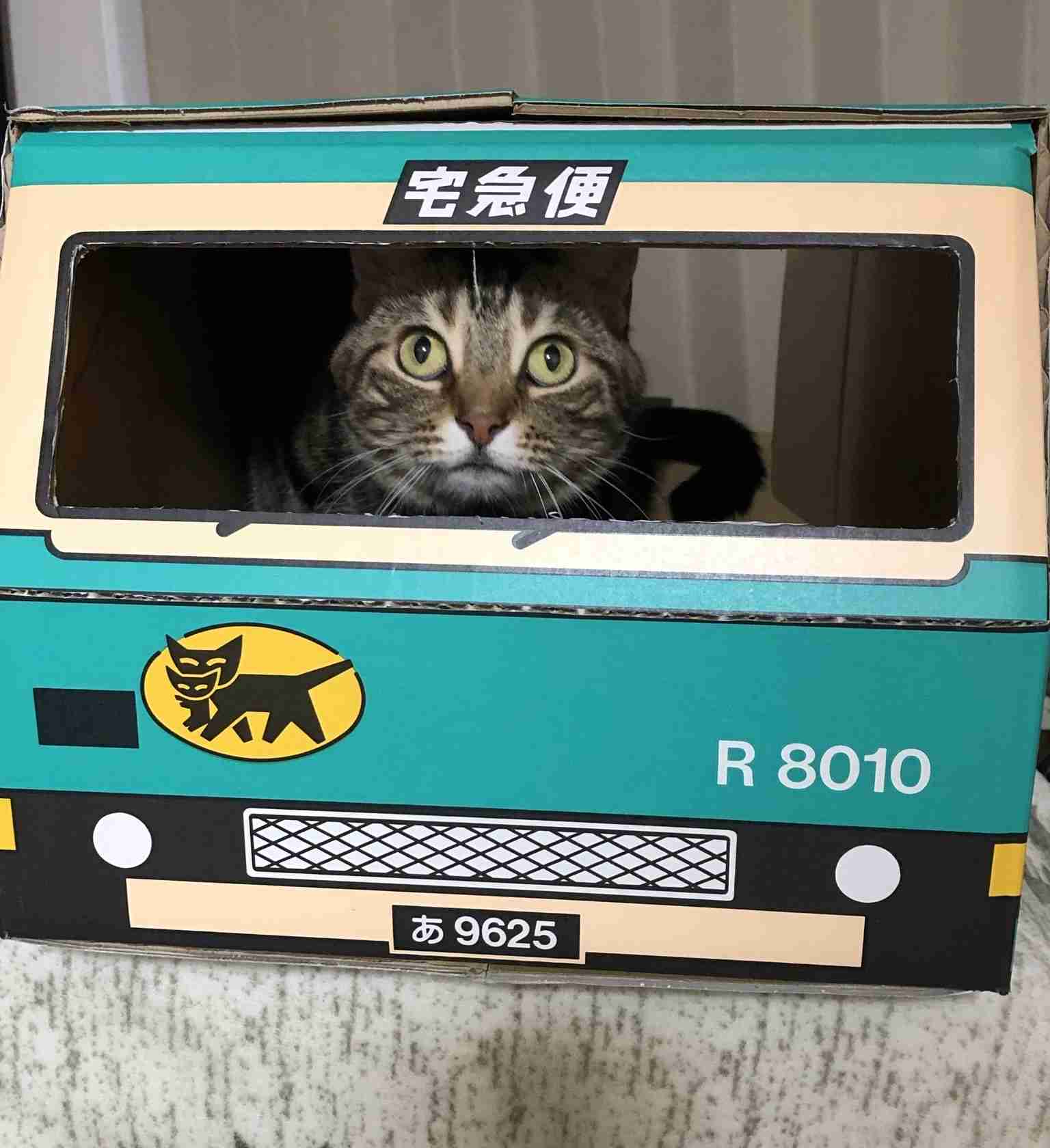 がるちゃん猫カフェ118号店開店しました♪(初めての方も大歓迎♪)