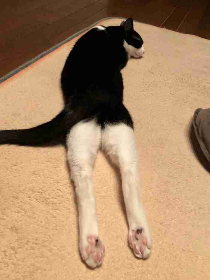 がるちゃん猫カフェ118号店開店しました♪(初めての方も大歓迎♪)