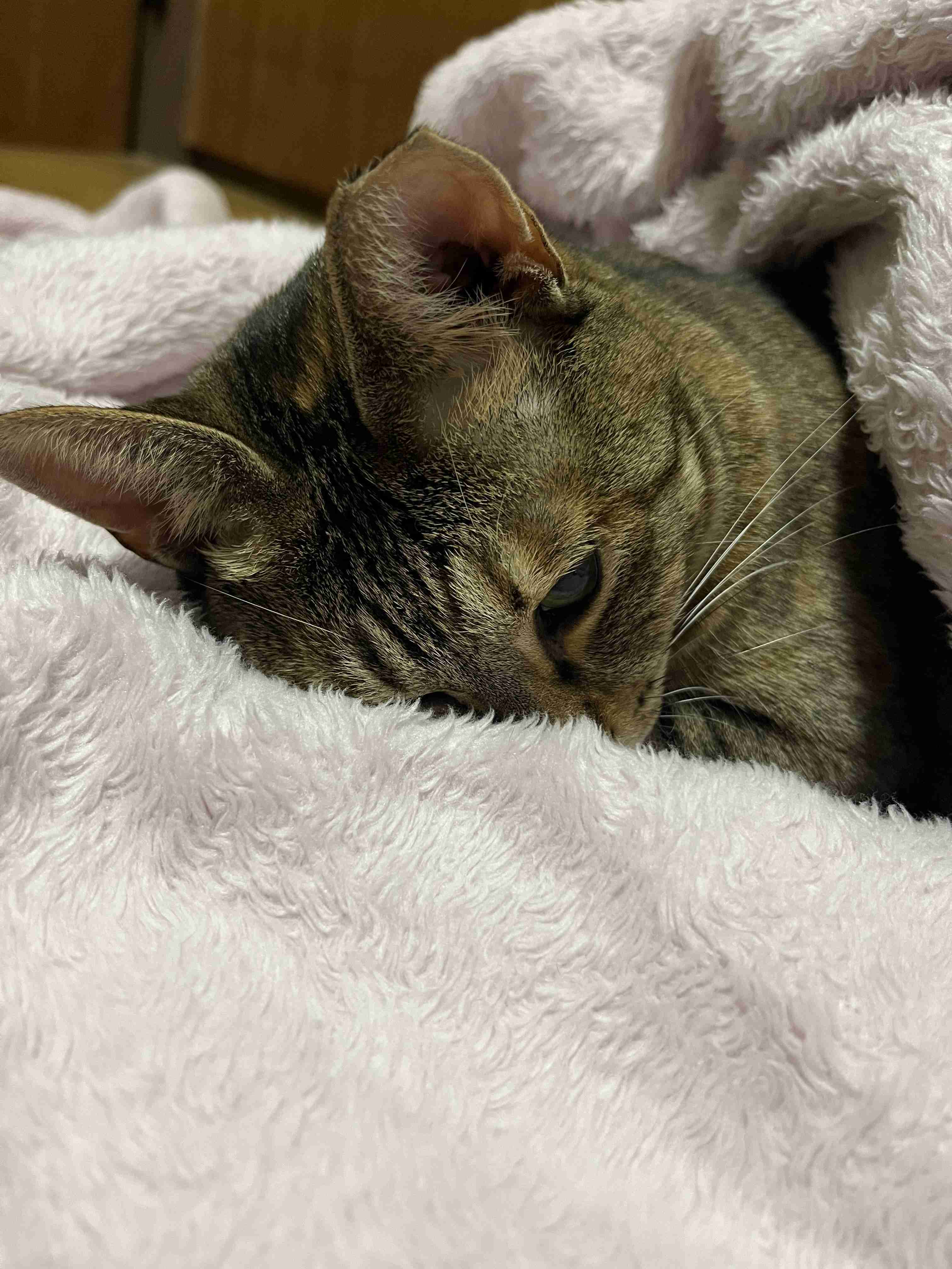 がるちゃん猫カフェ118号店開店しました♪(初めての方も大歓迎♪)