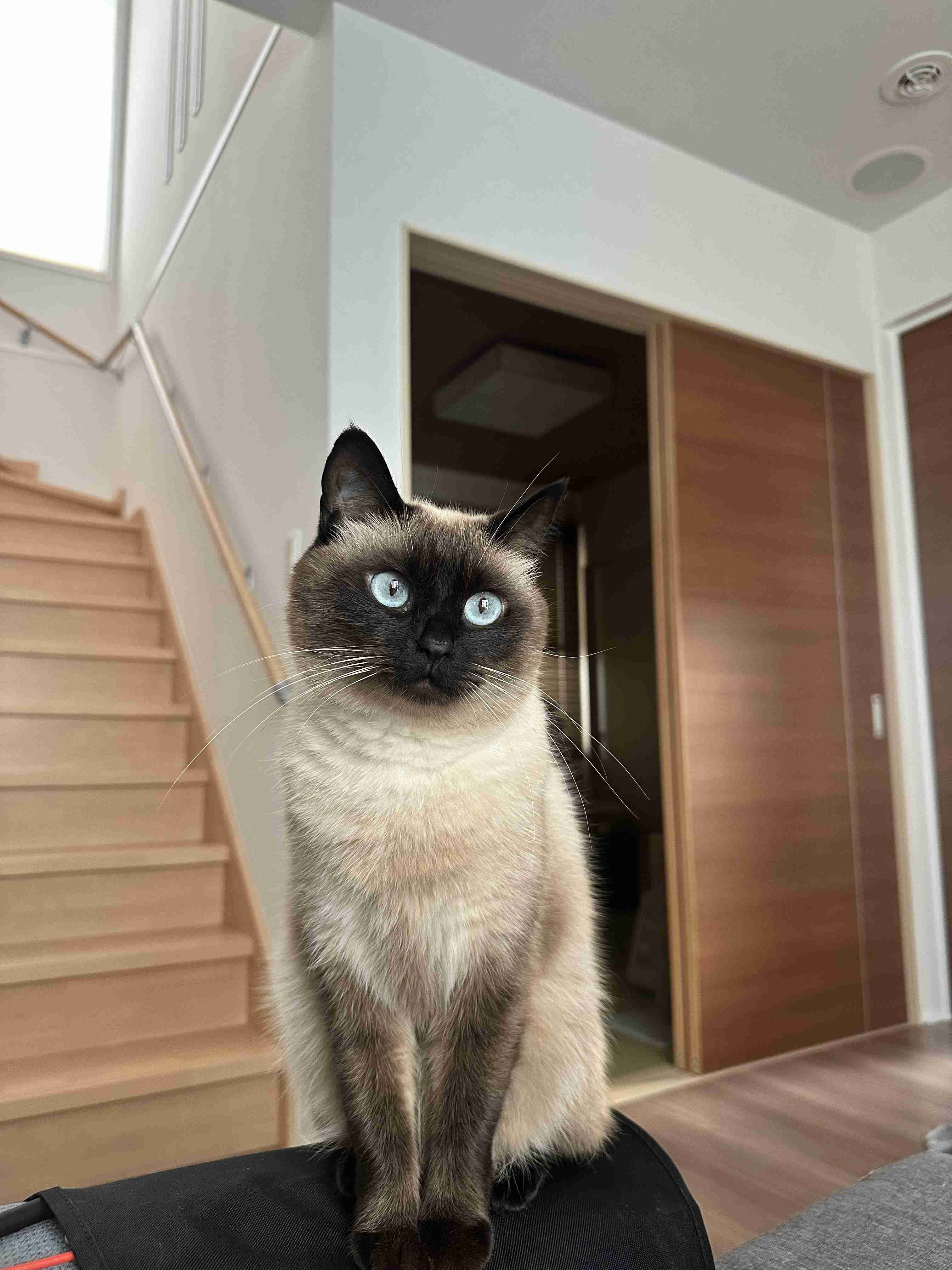 がるちゃん猫カフェ118号店開店しました♪(初めての方も大歓迎♪)