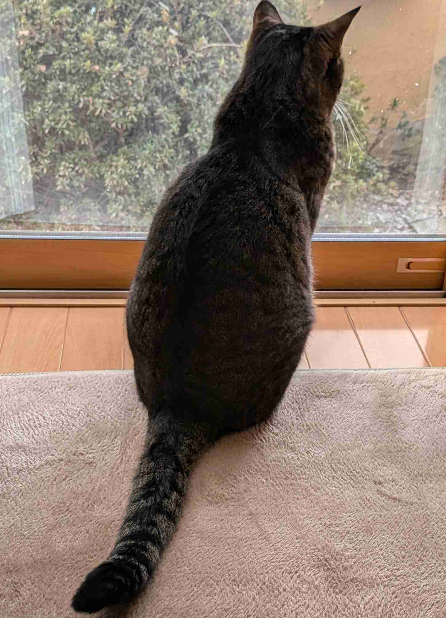 がるちゃん猫カフェ118号店開店しました♪(初めての方も大歓迎♪)