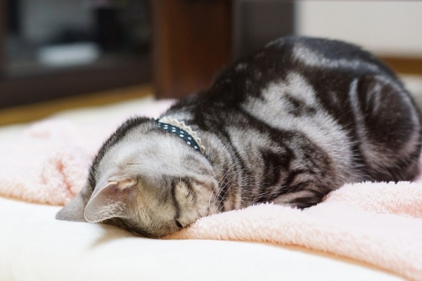 がるちゃん猫カフェ118号店開店しました♪(初めての方も大歓迎♪)