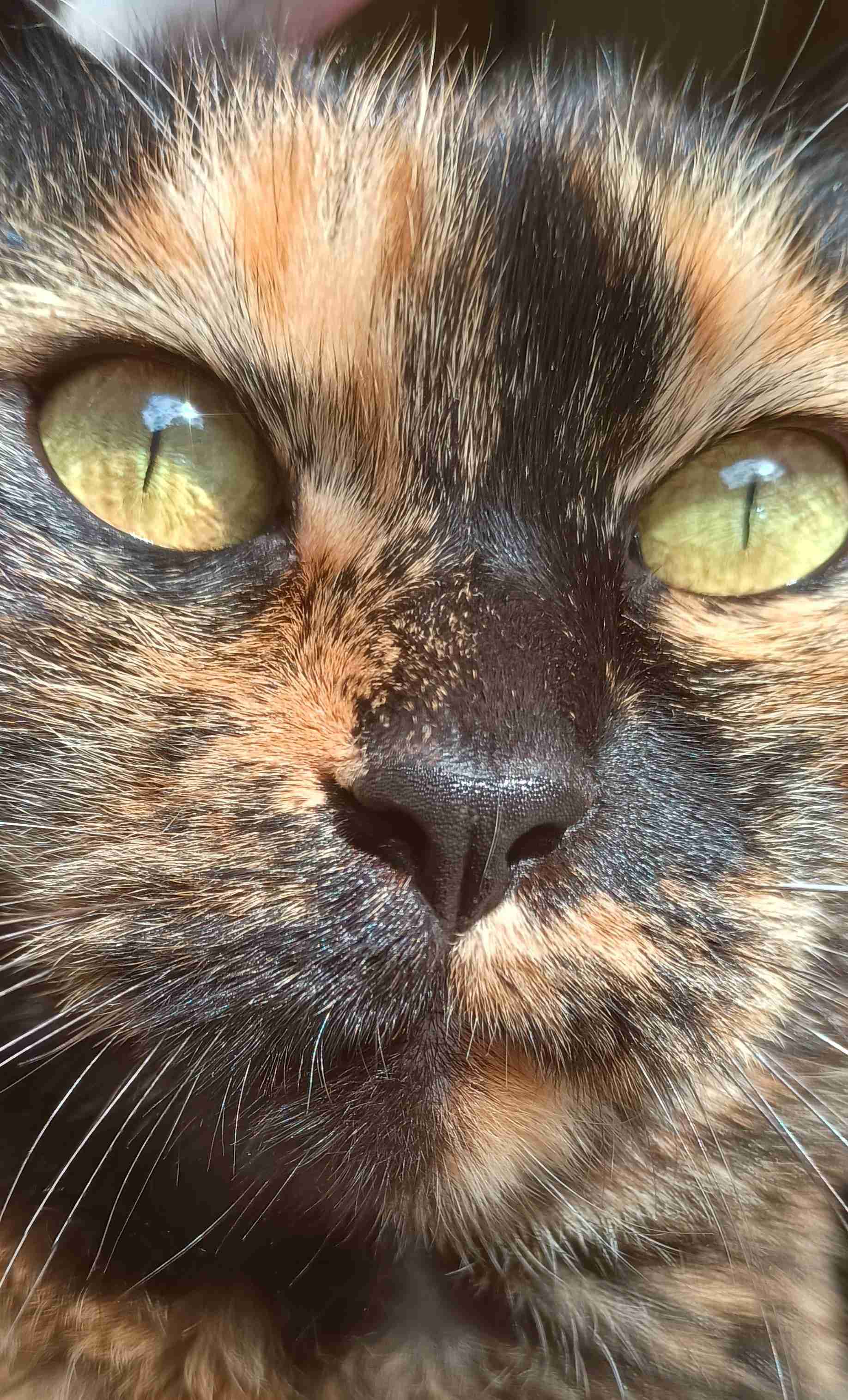 がるちゃん猫カフェ118号店開店しました♪(初めての方も大歓迎♪)