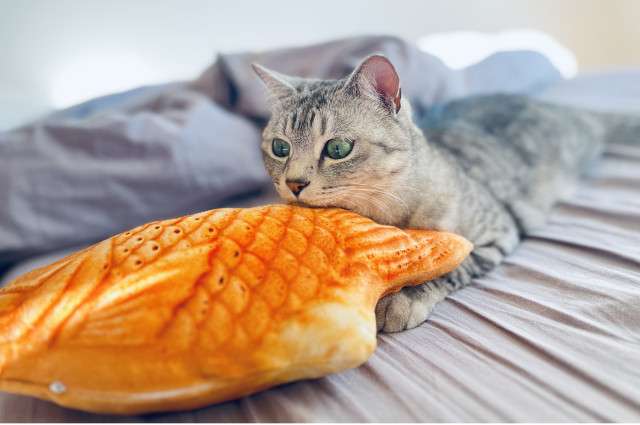 がるちゃん猫カフェ118号店開店しました♪(初めての方も大歓迎♪)