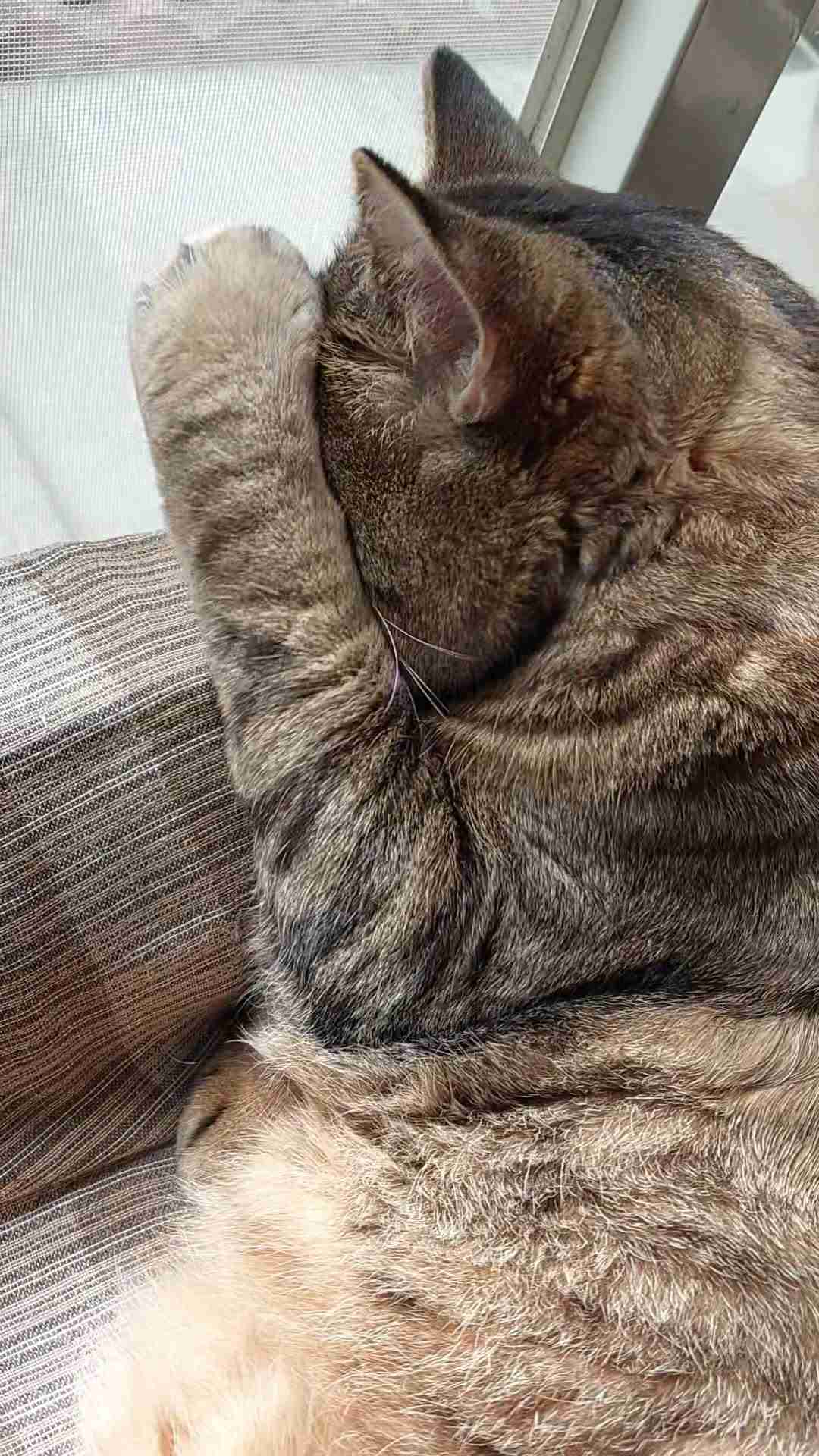 がるちゃん猫カフェ118号店開店しました♪(初めての方も大歓迎♪)