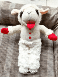 がるちゃん猫カフェ118号店開店しました♪(初めての方も大歓迎♪)