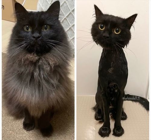 がるちゃん猫カフェ118号店開店しました♪(初めての方も大歓迎♪)