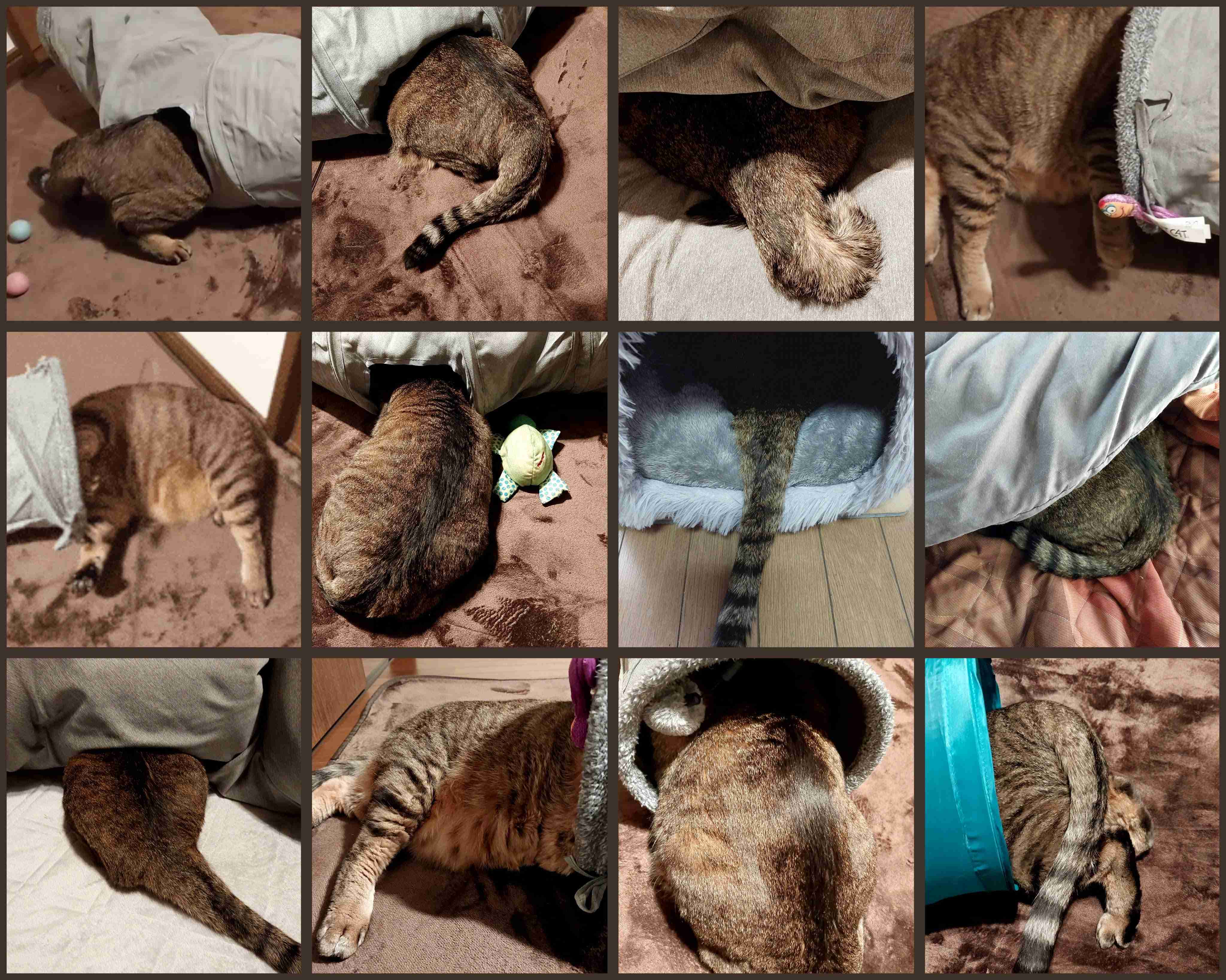 がるちゃん猫カフェ118号店開店しました♪(初めての方も大歓迎♪)