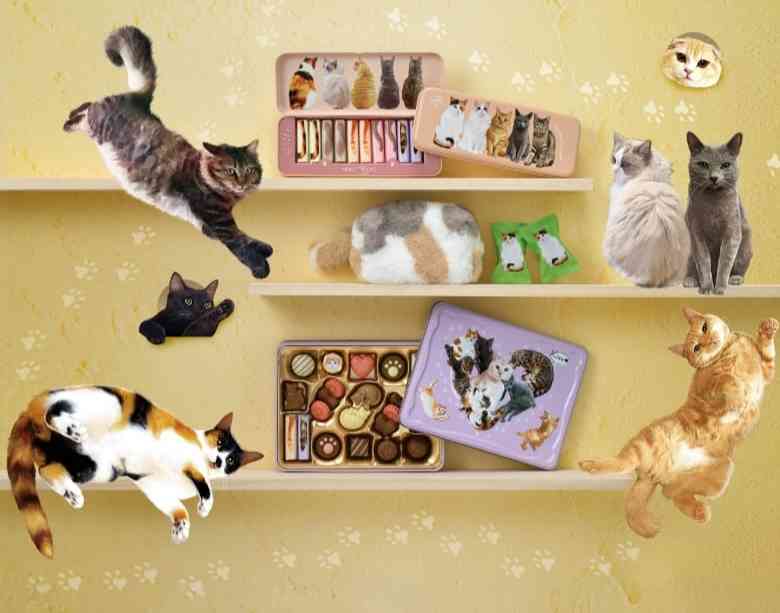 がるちゃん猫カフェ118号店開店しました♪(初めての方も大歓迎♪)