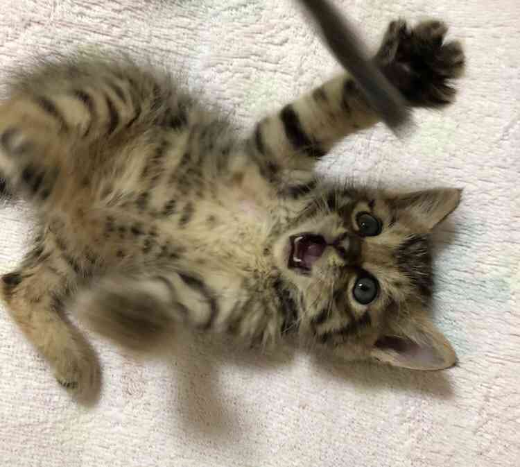 がるちゃん猫カフェ118号店開店しました♪(初めての方も大歓迎♪)