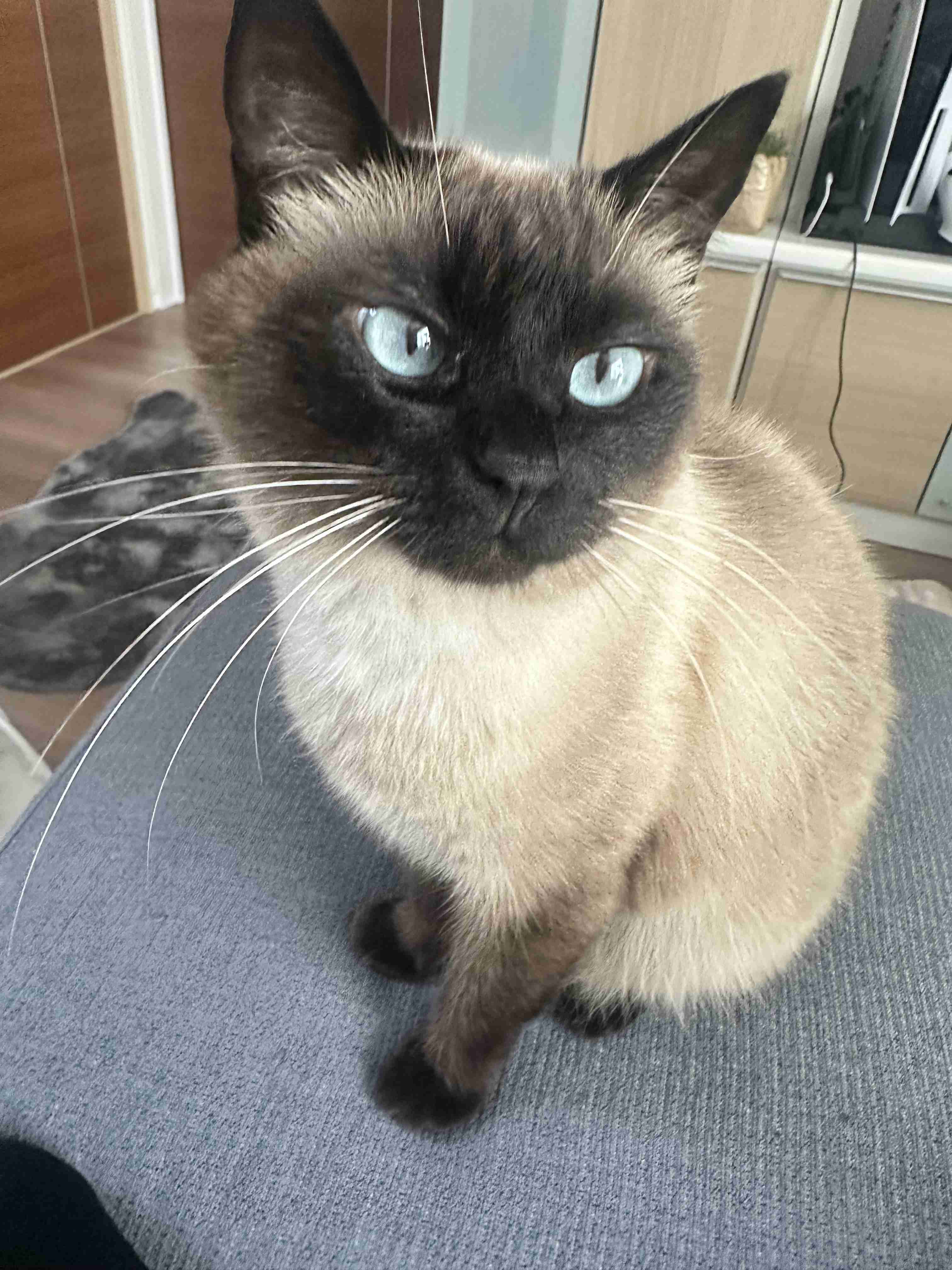 がるちゃん猫カフェ118号店開店しました♪(初めての方も大歓迎♪)