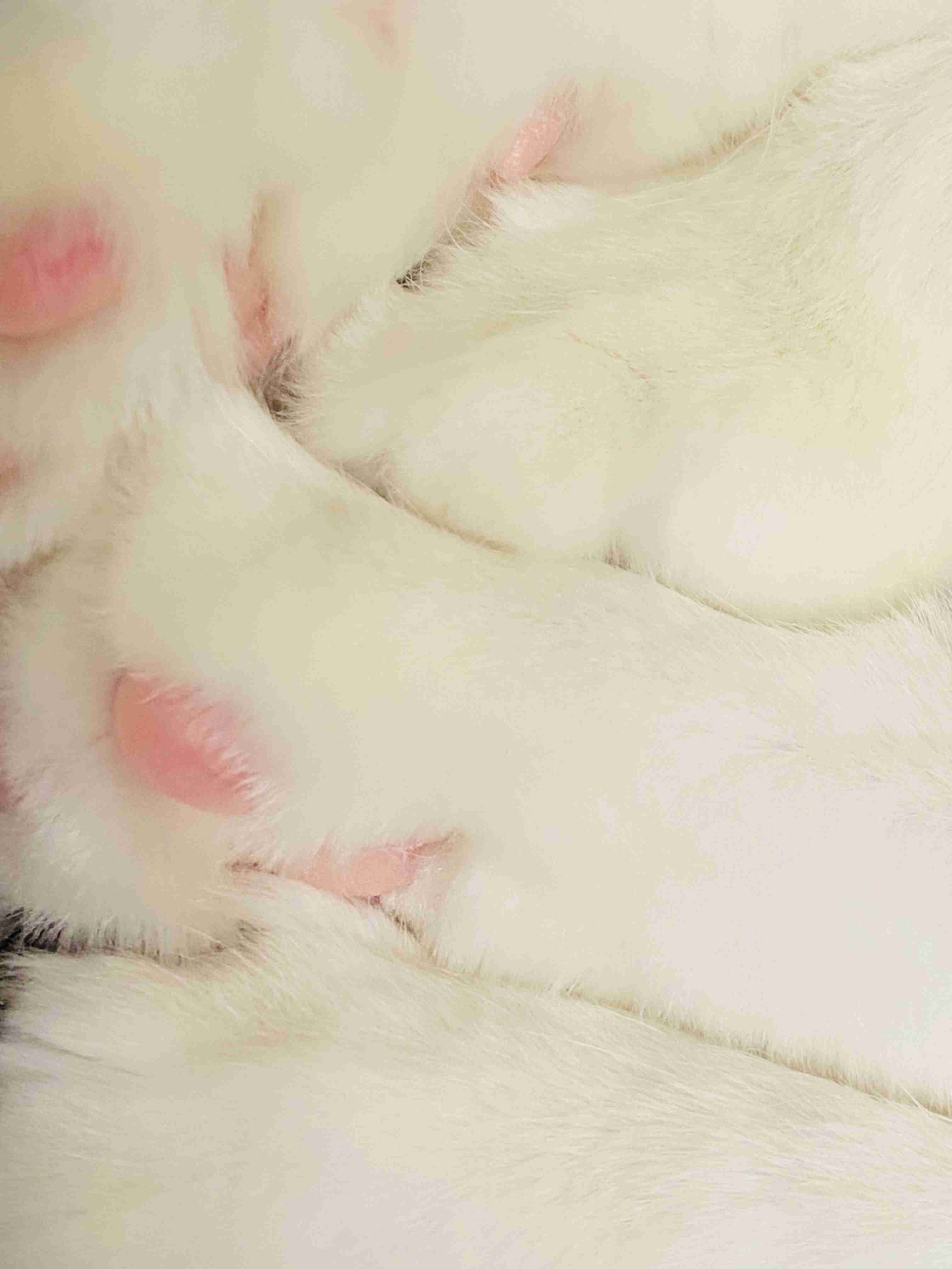 がるちゃん猫カフェ118号店開店しました♪(初めての方も大歓迎♪)