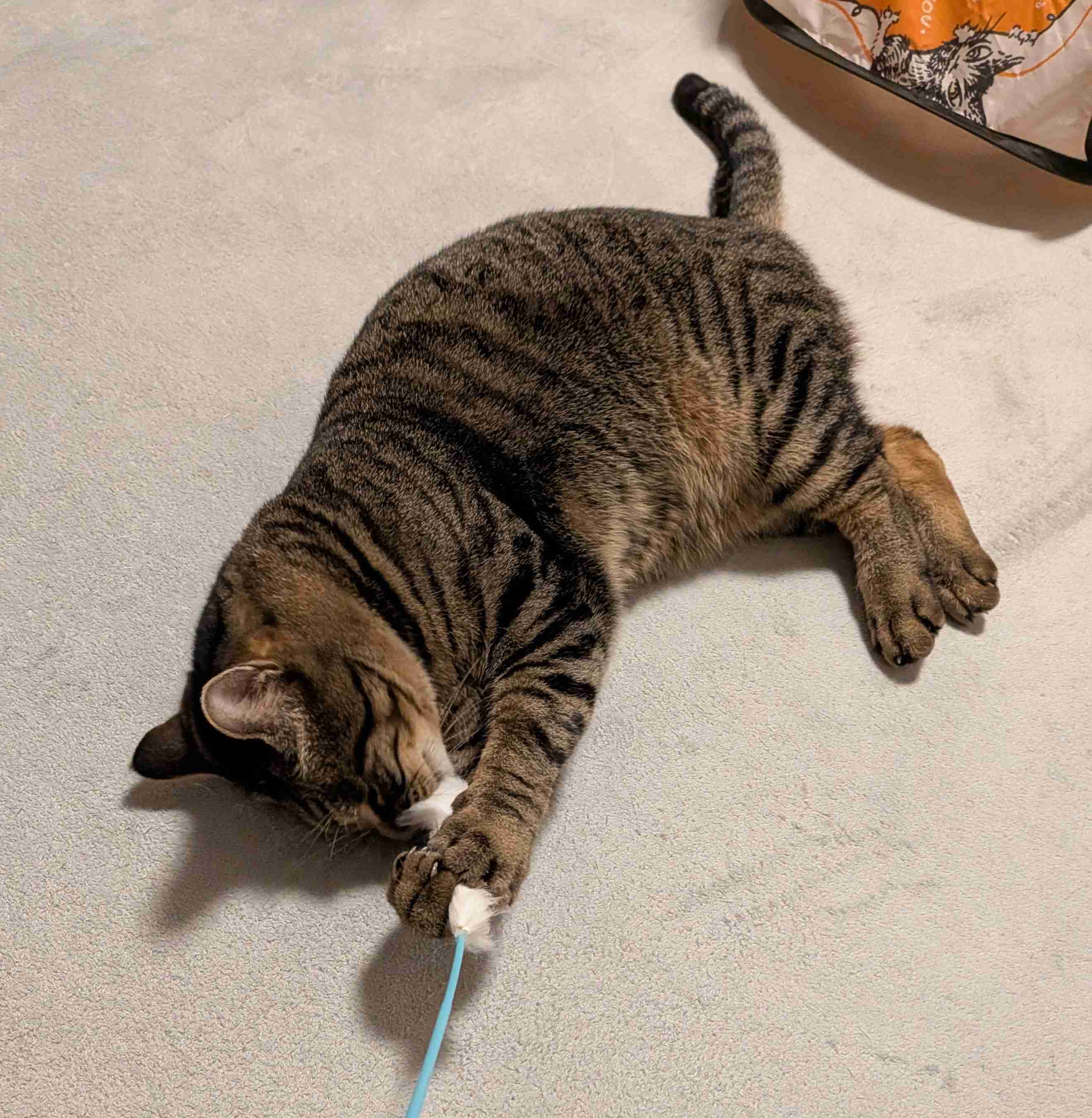 がるちゃん猫カフェ118号店開店しました♪(初めての方も大歓迎♪)