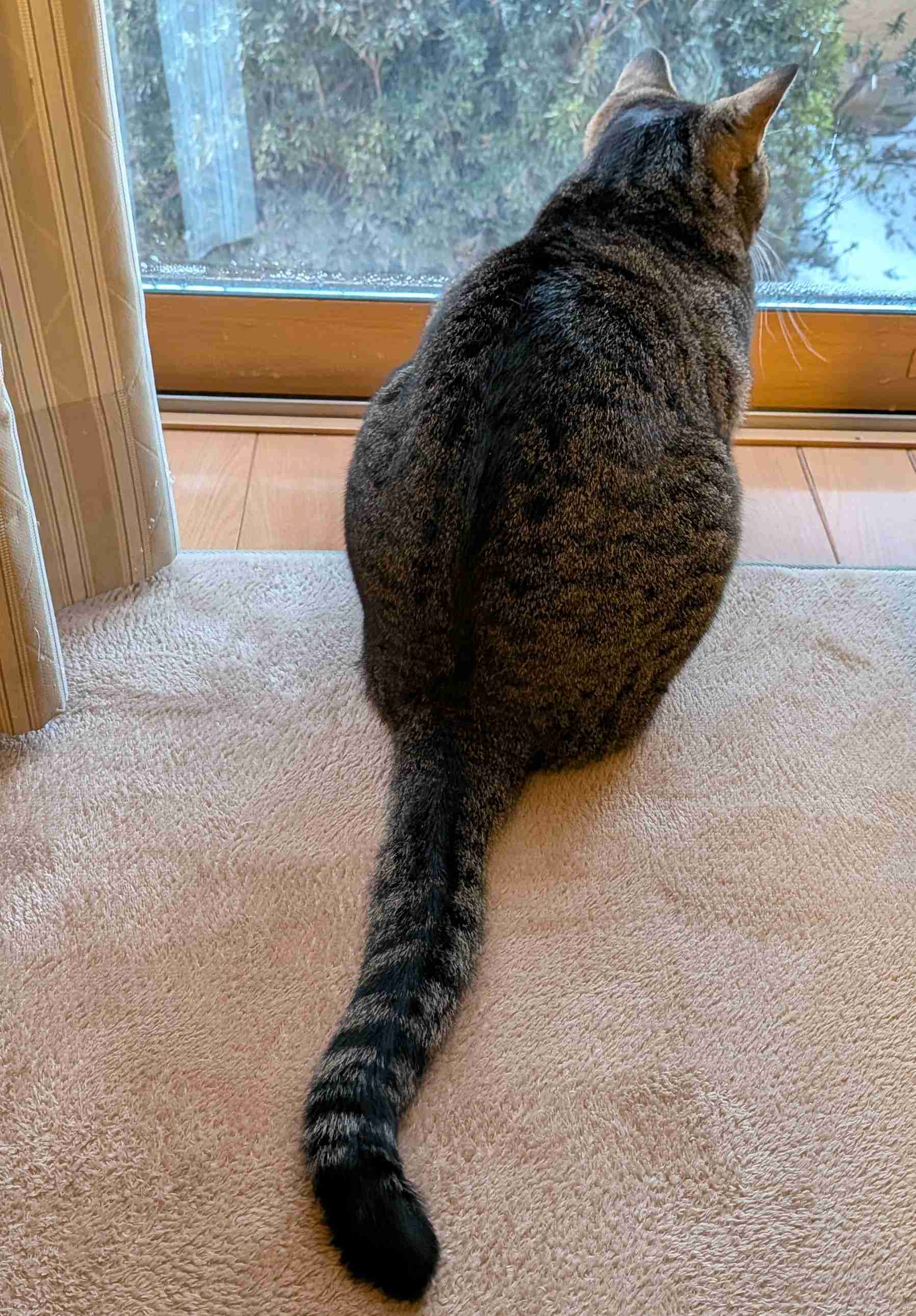 がるちゃん猫カフェ118号店開店しました♪(初めての方も大歓迎♪)