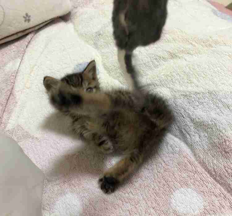 がるちゃん猫カフェ118号店開店しました♪(初めての方も大歓迎♪)