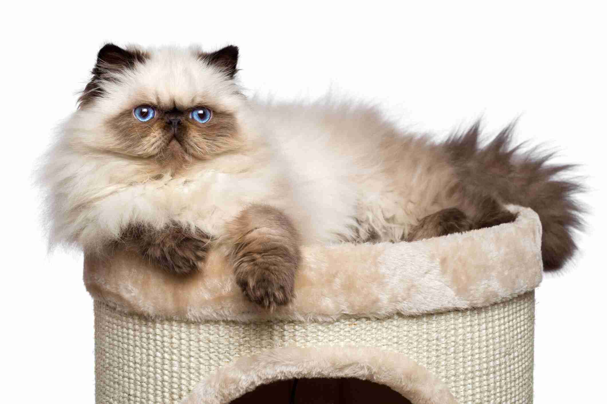 がるちゃん猫カフェ118号店開店しました♪(初めての方も大歓迎♪)