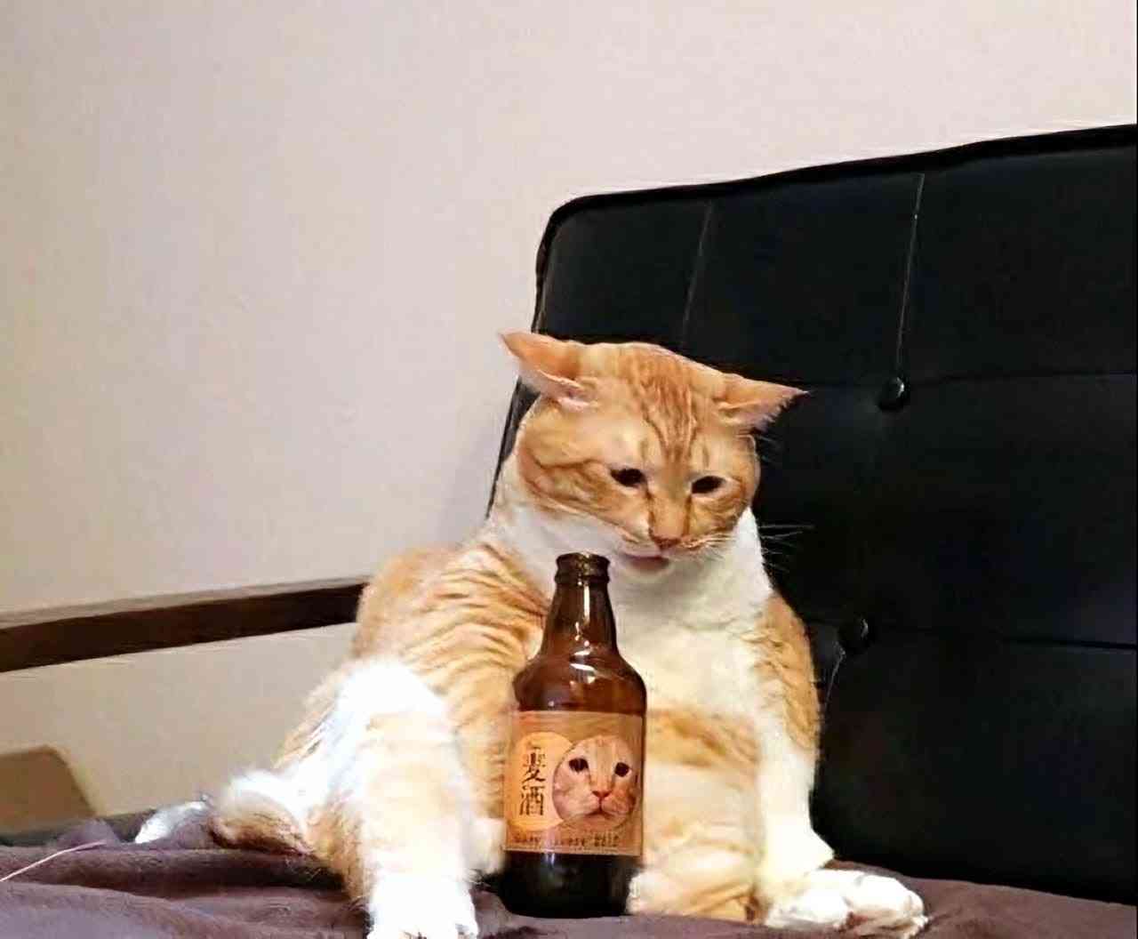 がるちゃん猫カフェ118号店開店しました♪(初めての方も大歓迎♪)