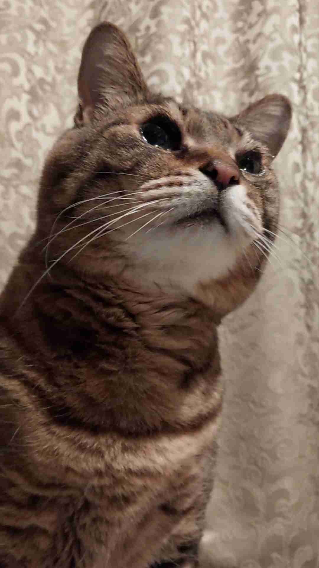 がるちゃん猫カフェ118号店開店しました♪(初めての方も大歓迎♪)