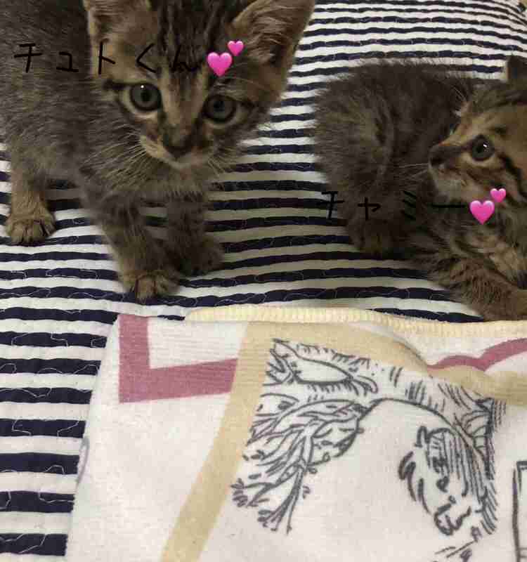 がるちゃん猫カフェ118号店開店しました♪(初めての方も大歓迎♪)