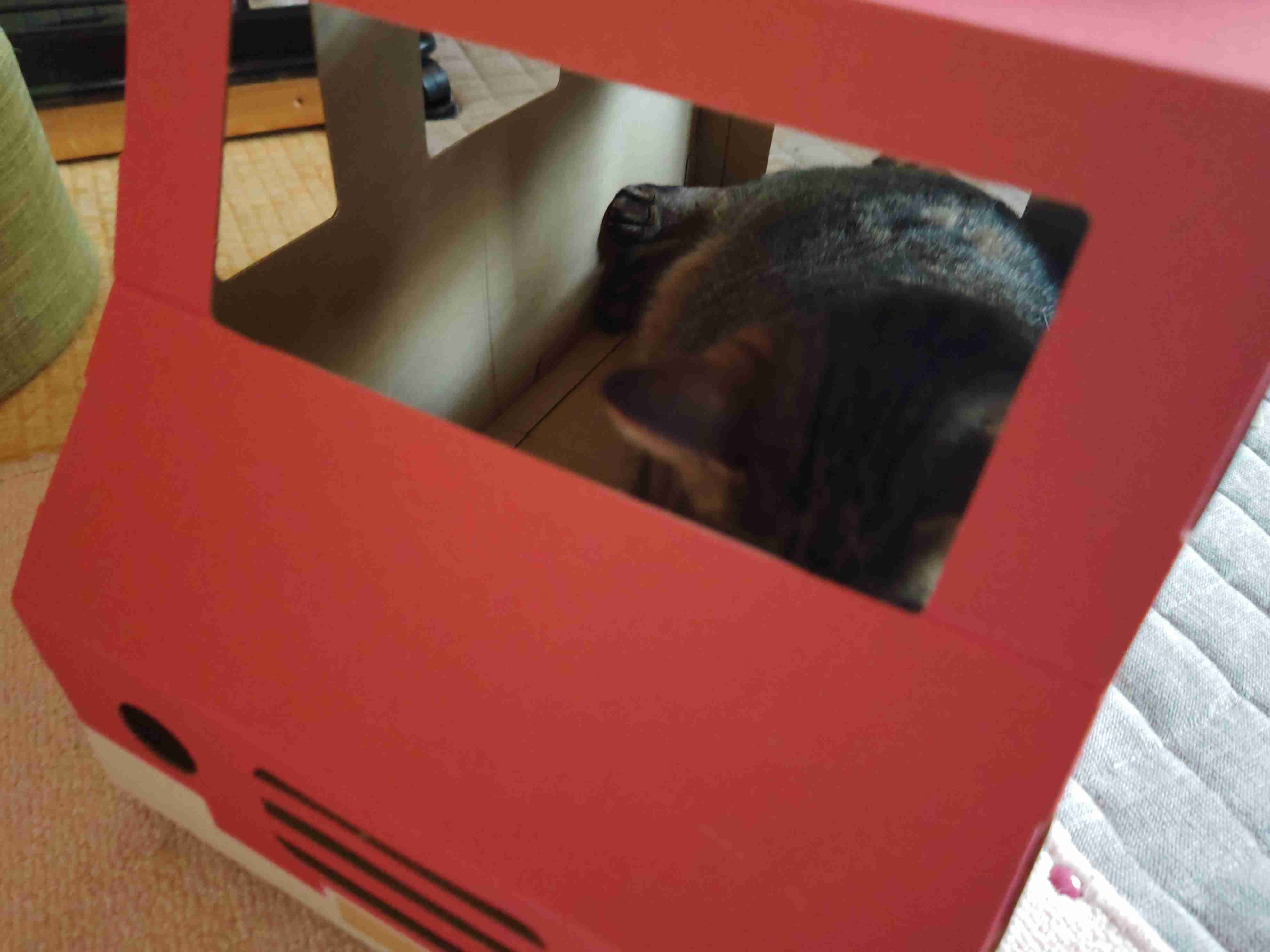 がるちゃん猫カフェ118号店開店しました♪(初めての方も大歓迎♪)