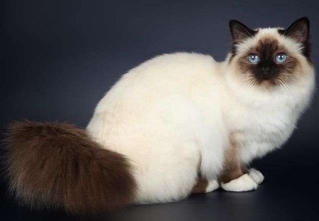 がるちゃん猫カフェ118号店開店しました♪(初めての方も大歓迎♪)