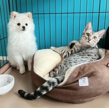 がるちゃん猫カフェ118号店開店しました♪(初めての方も大歓迎♪)