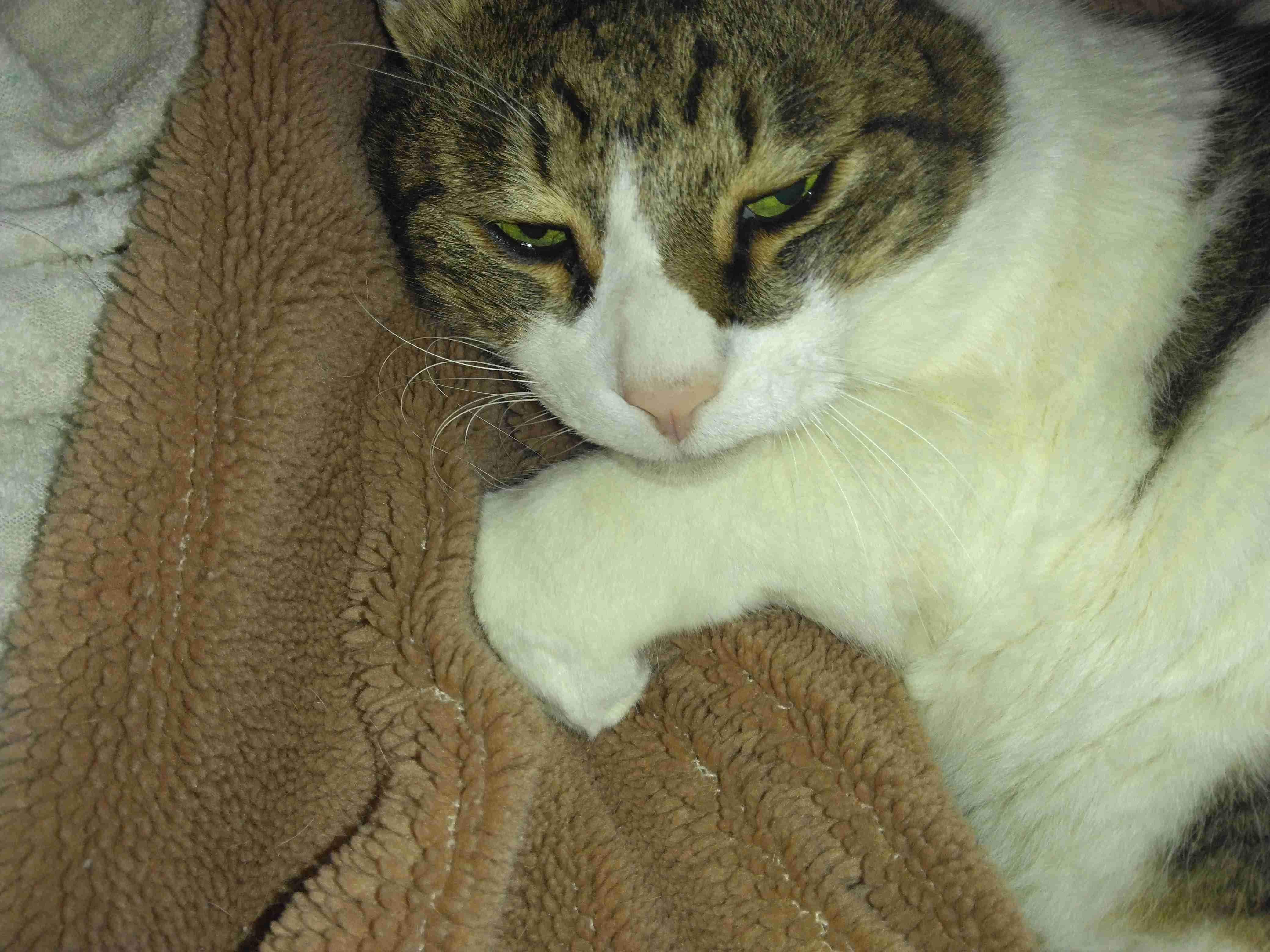 がるちゃん猫カフェ118号店開店しました♪(初めての方も大歓迎♪)