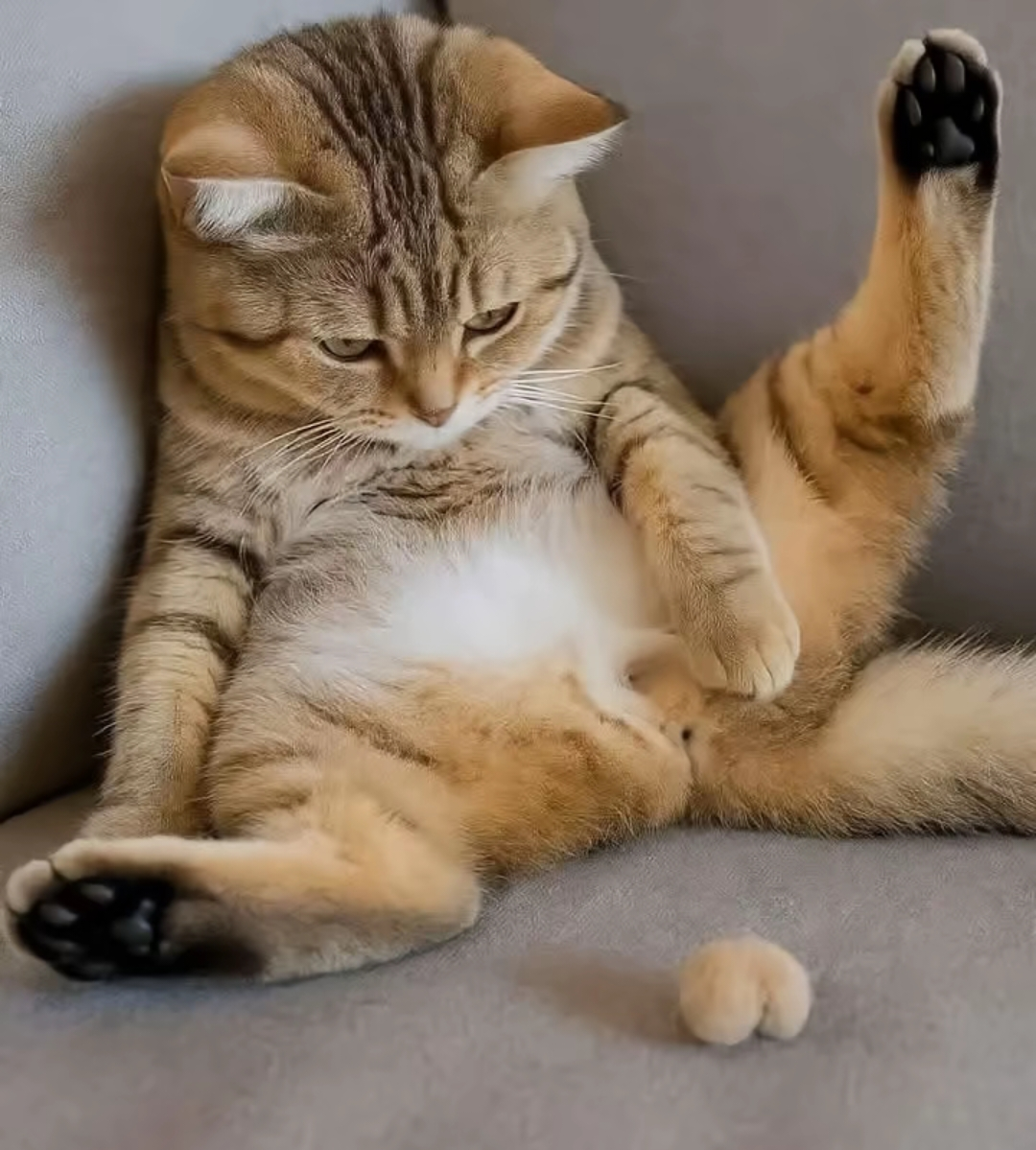 がるちゃん猫カフェ118号店開店しました♪(初めての方も大歓迎♪)