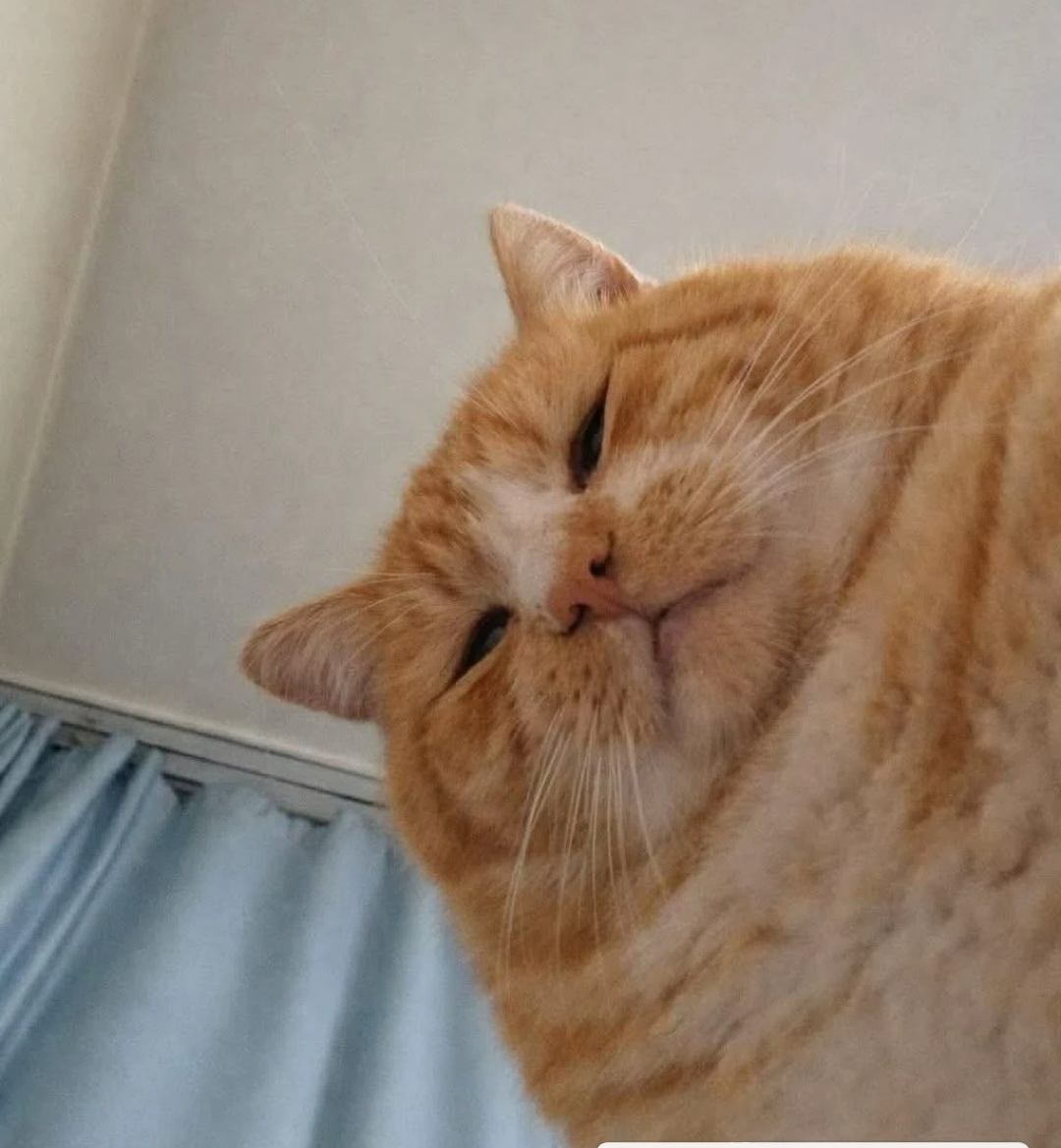 がるちゃん猫カフェ118号店開店しました♪(初めての方も大歓迎♪)