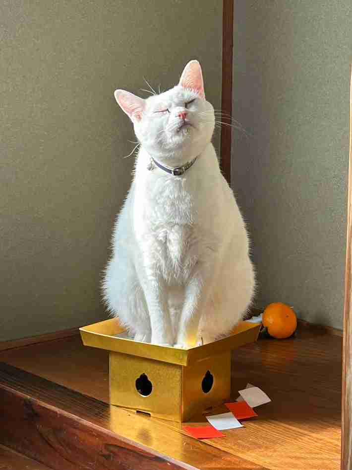 がるちゃん猫カフェ118号店開店しました♪(初めての方も大歓迎♪)