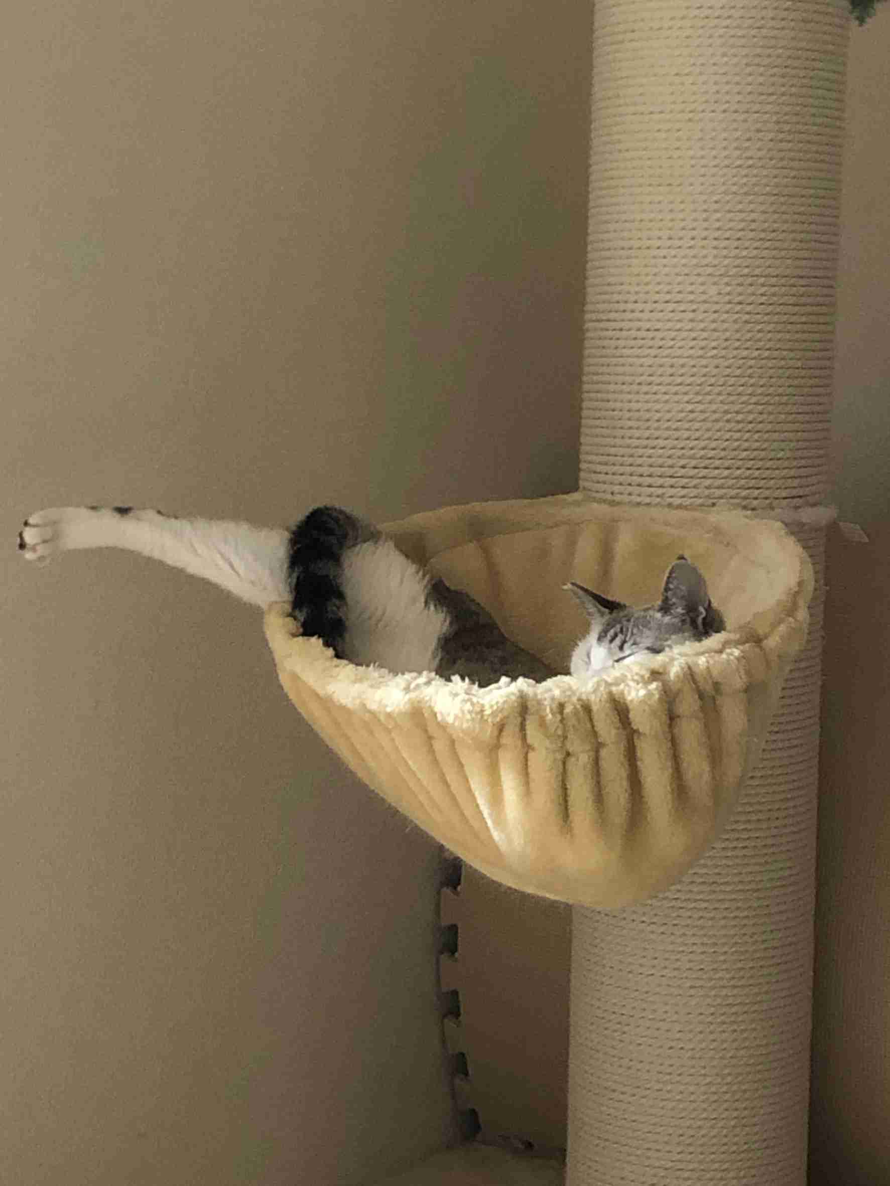 がるちゃん猫カフェ118号店開店しました♪(初めての方も大歓迎♪)