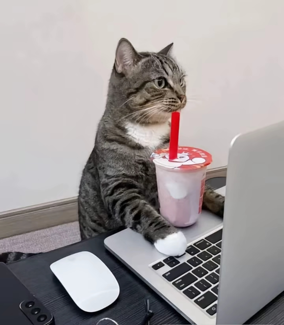 がるちゃん猫カフェ118号店開店しました♪(初めての方も大歓迎♪)