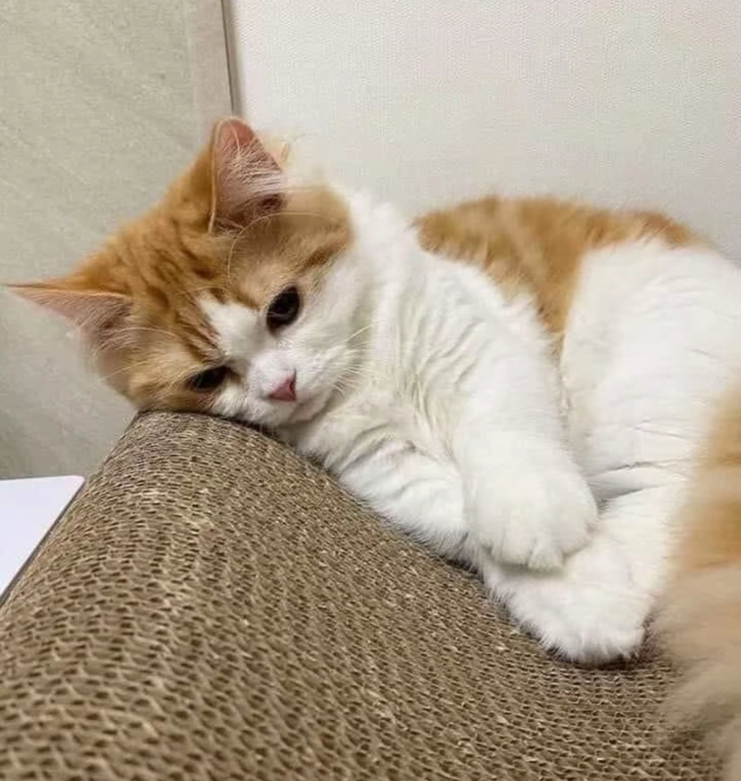 がるちゃん猫カフェ118号店開店しました♪(初めての方も大歓迎♪)