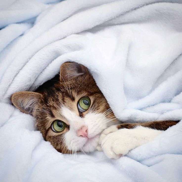 がるちゃん猫カフェ118号店開店しました♪(初めての方も大歓迎♪)