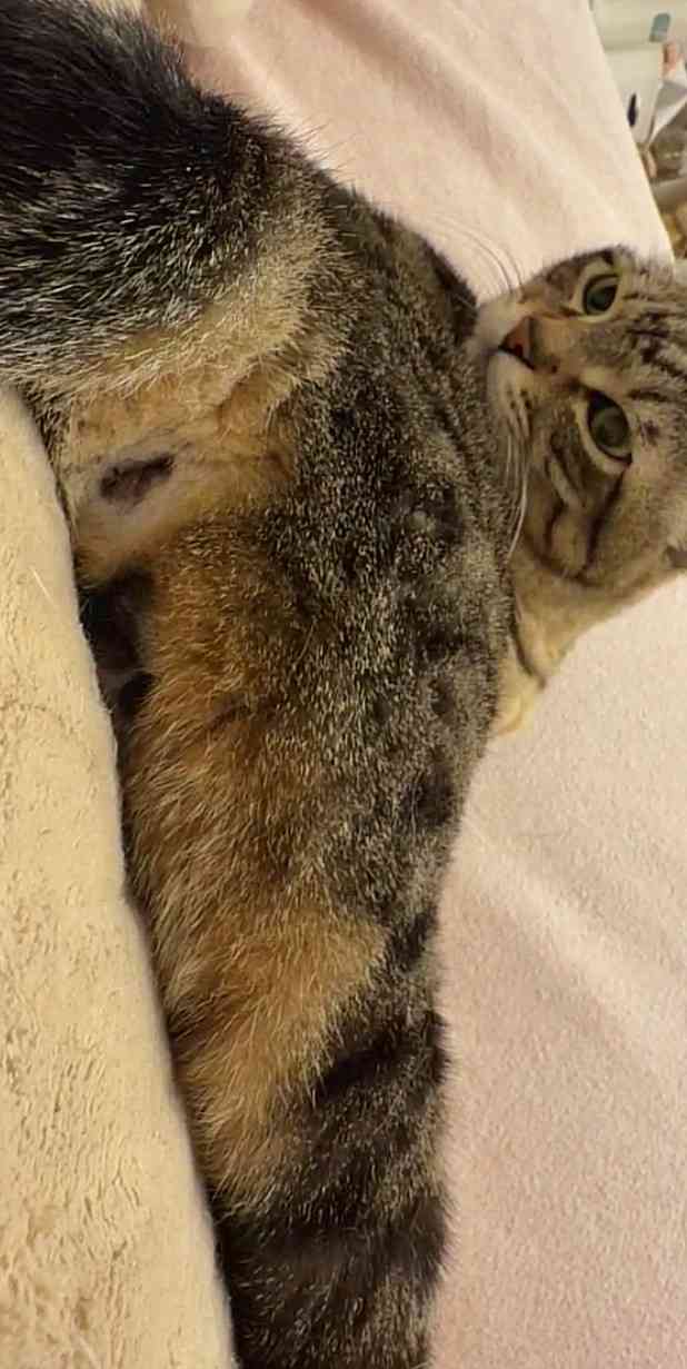 がるちゃん猫カフェ118号店開店しました♪(初めての方も大歓迎♪)