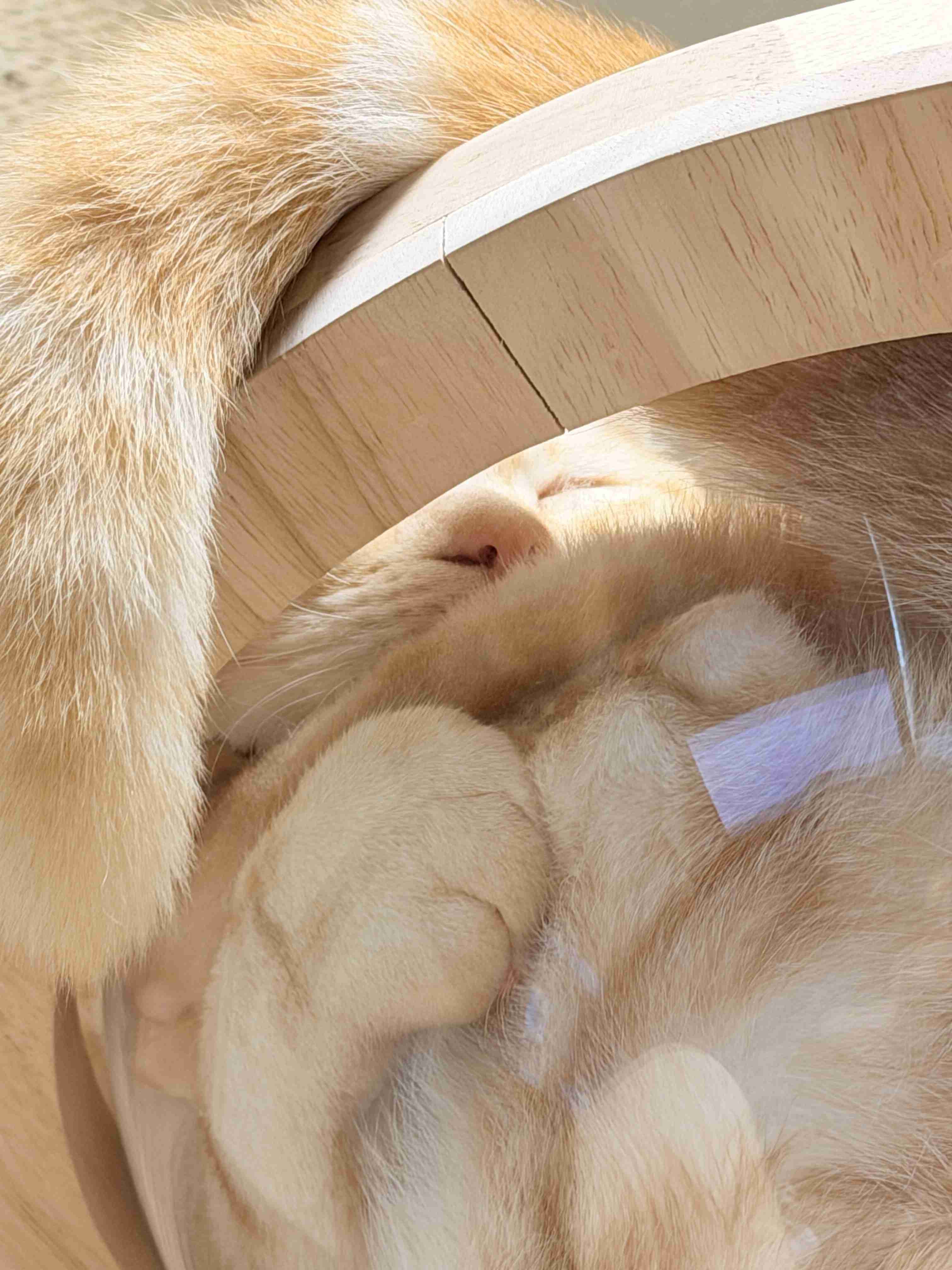 がるちゃん猫カフェ118号店開店しました♪(初めての方も大歓迎♪)