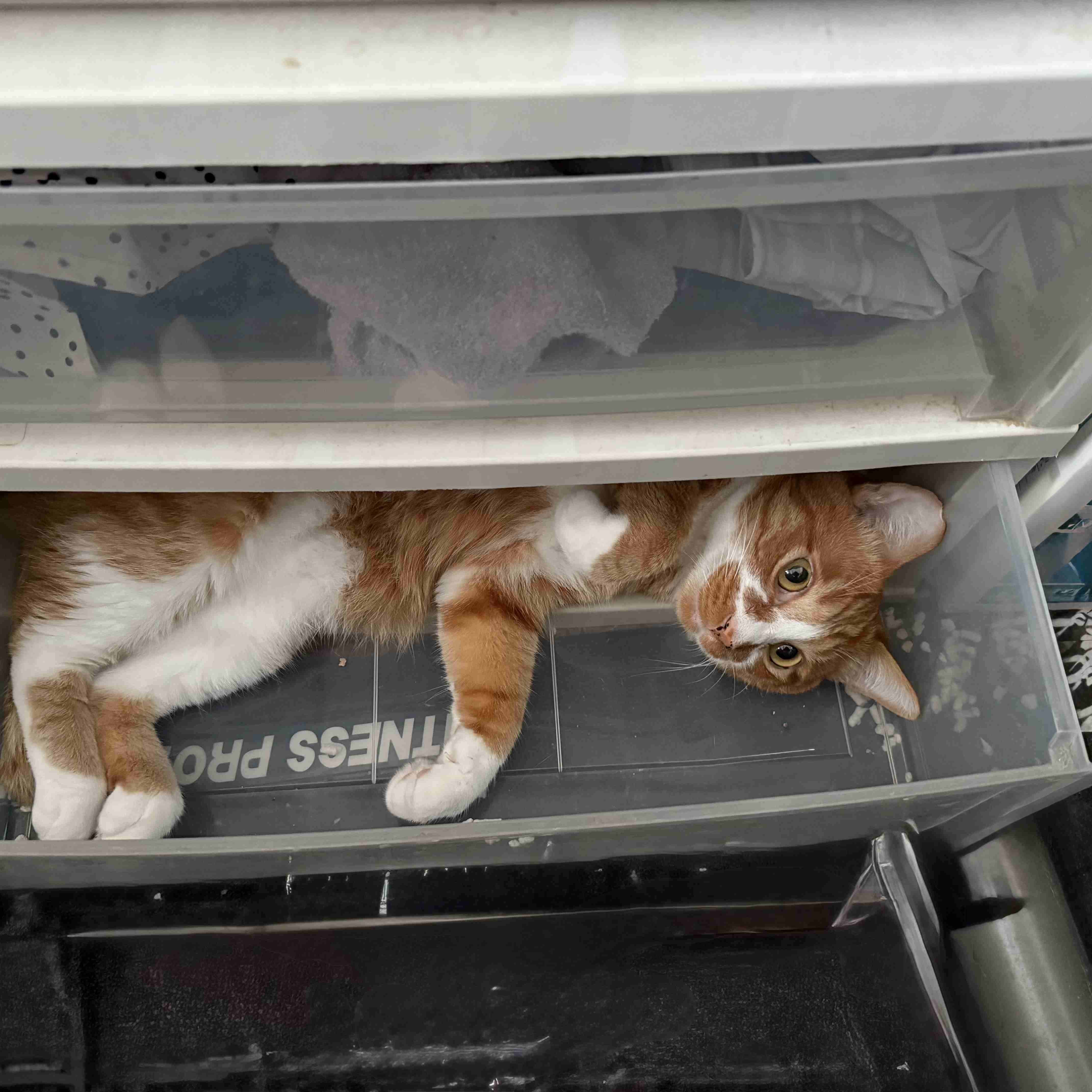 がるちゃん猫カフェ118号店開店しました♪(初めての方も大歓迎♪)