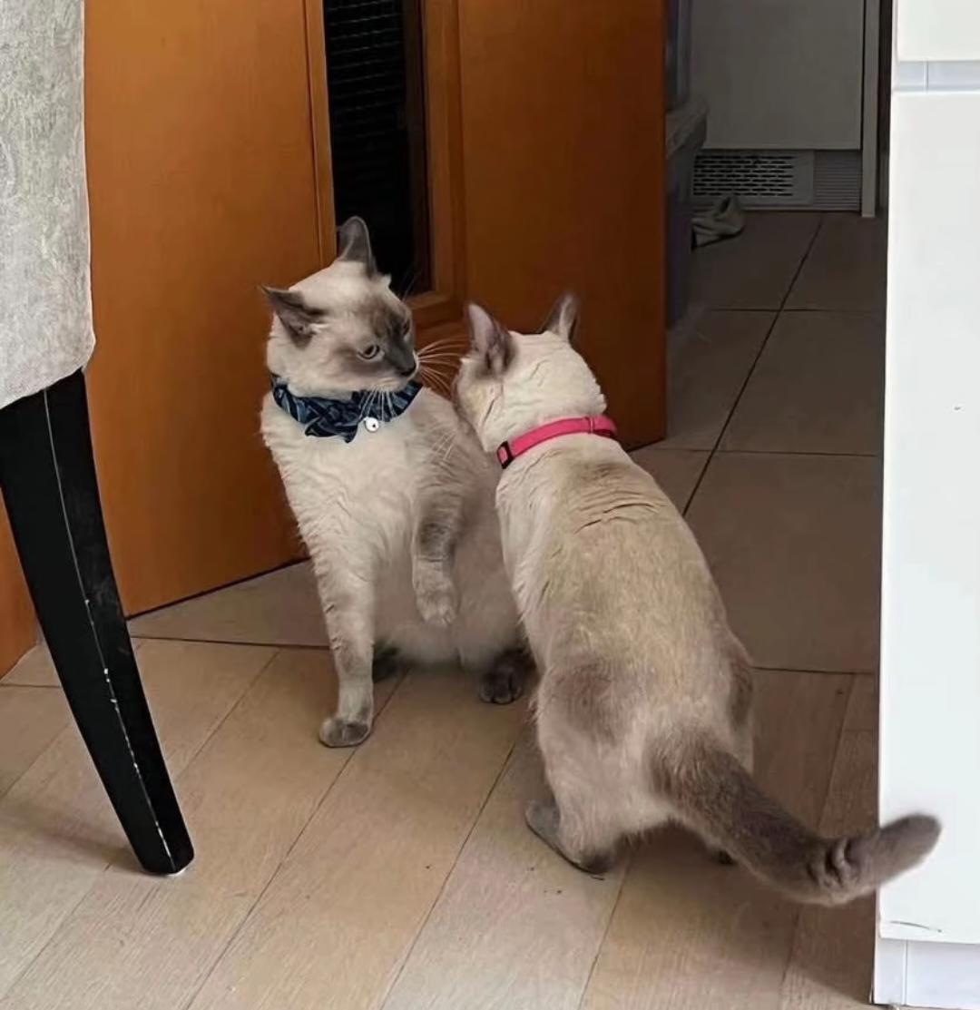 がるちゃん猫カフェ118号店開店しました♪(初めての方も大歓迎♪)