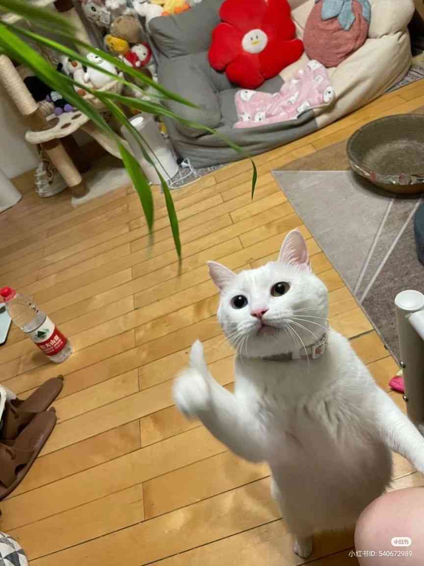 がるちゃん猫カフェ118号店開店しました♪(初めての方も大歓迎♪)