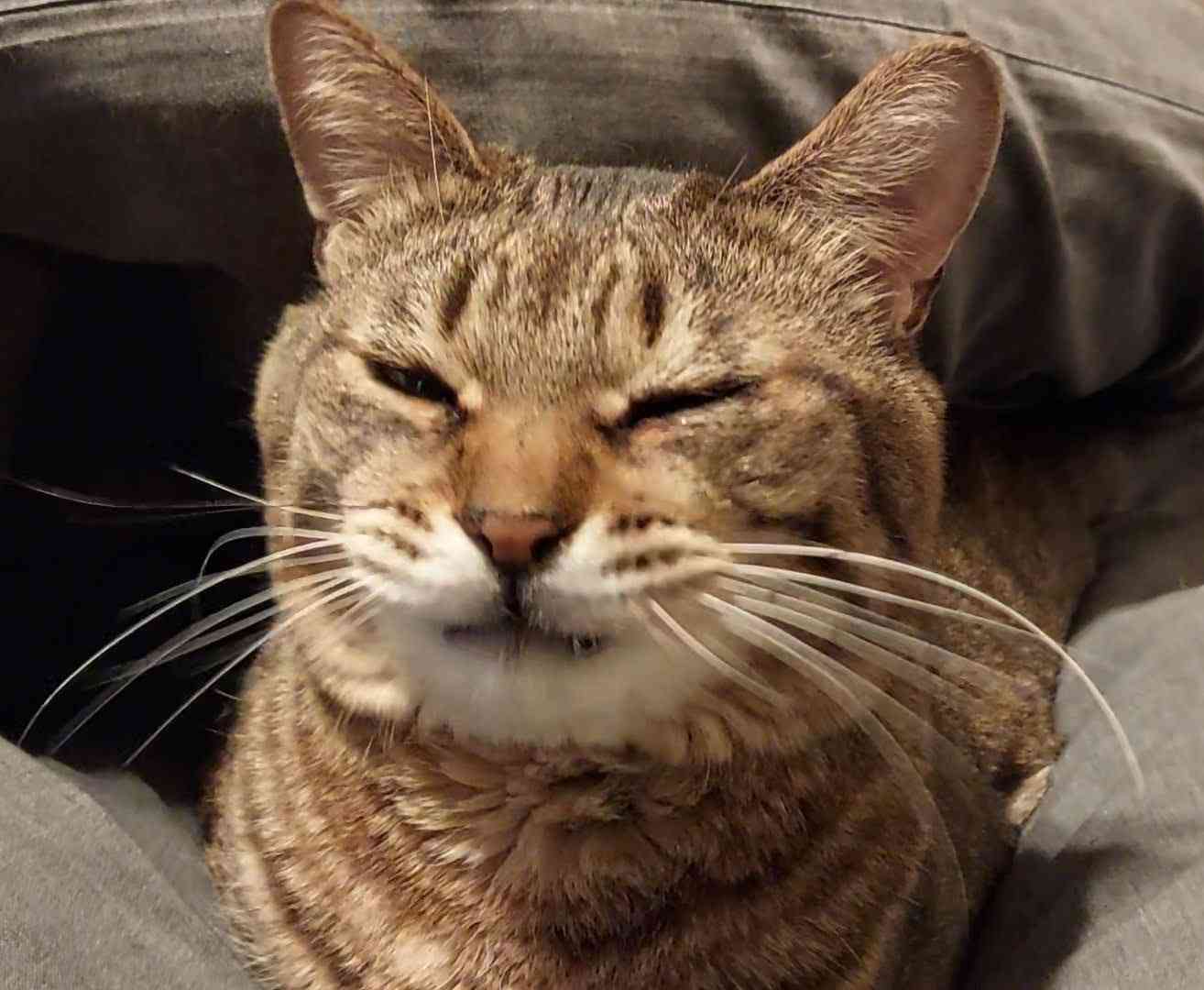 がるちゃん猫カフェ118号店開店しました♪(初めての方も大歓迎♪)