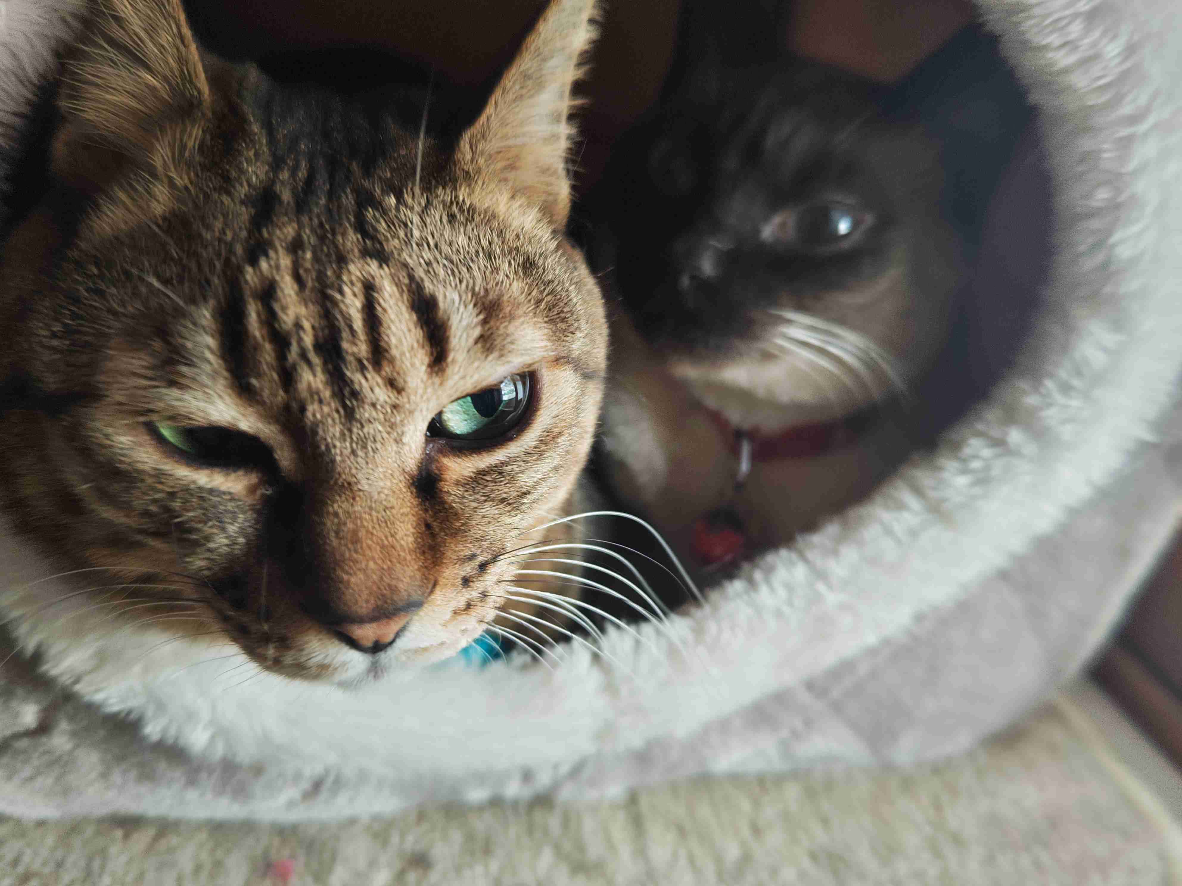 がるちゃん猫カフェ118号店開店しました♪(初めての方も大歓迎♪)