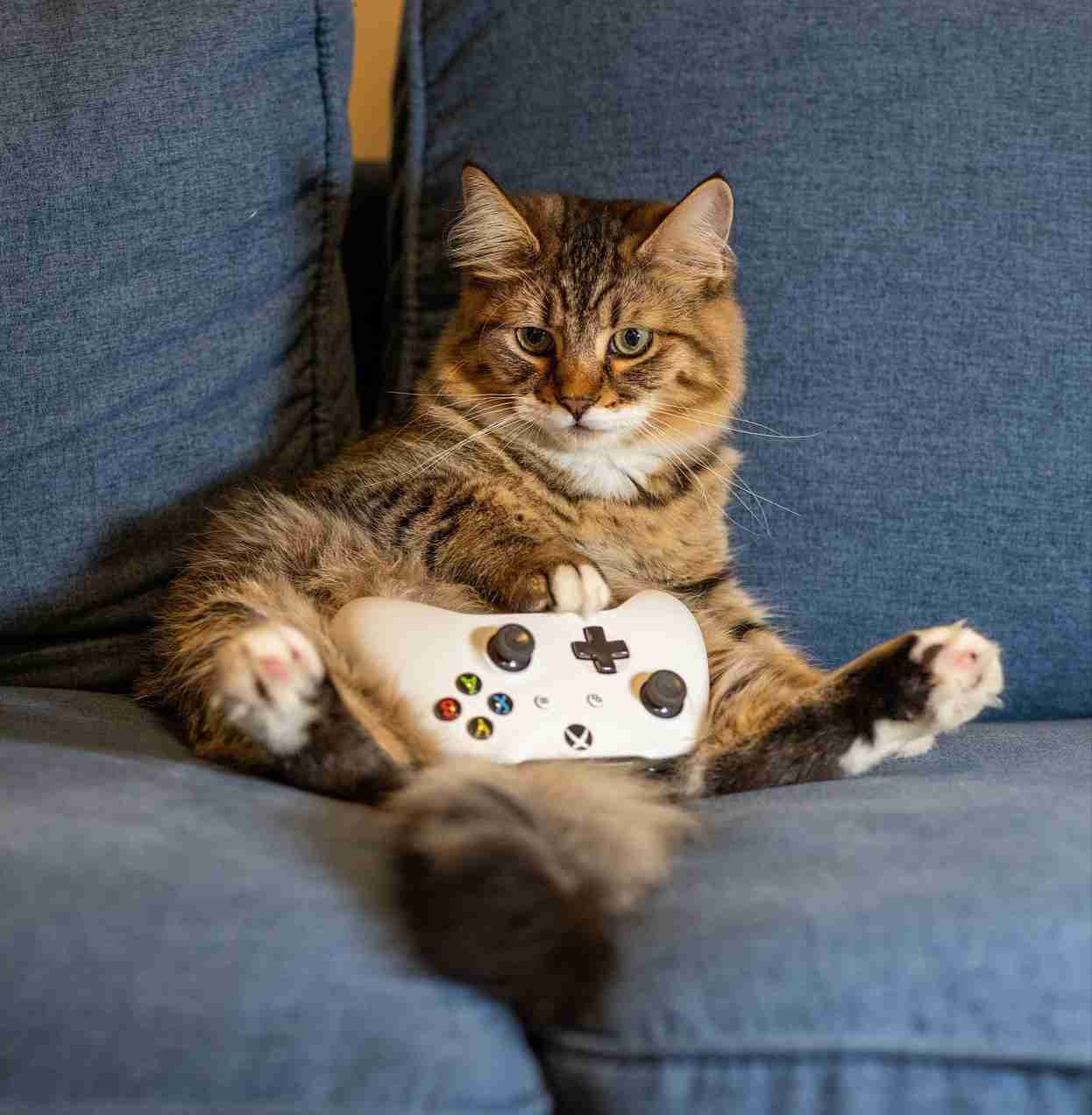 がるちゃん猫カフェ118号店開店しました♪(初めての方も大歓迎♪)