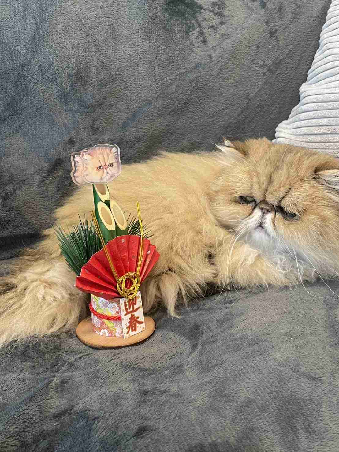 がるちゃん猫カフェ118号店開店しました♪(初めての方も大歓迎♪)