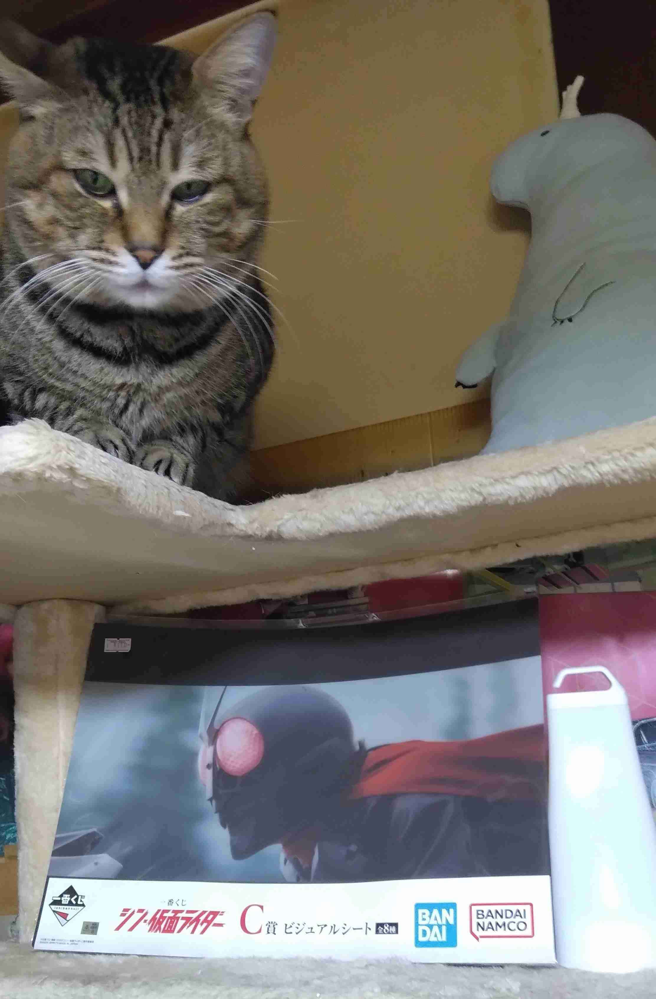 がるちゃん猫カフェ118号店開店しました♪(初めての方も大歓迎♪)