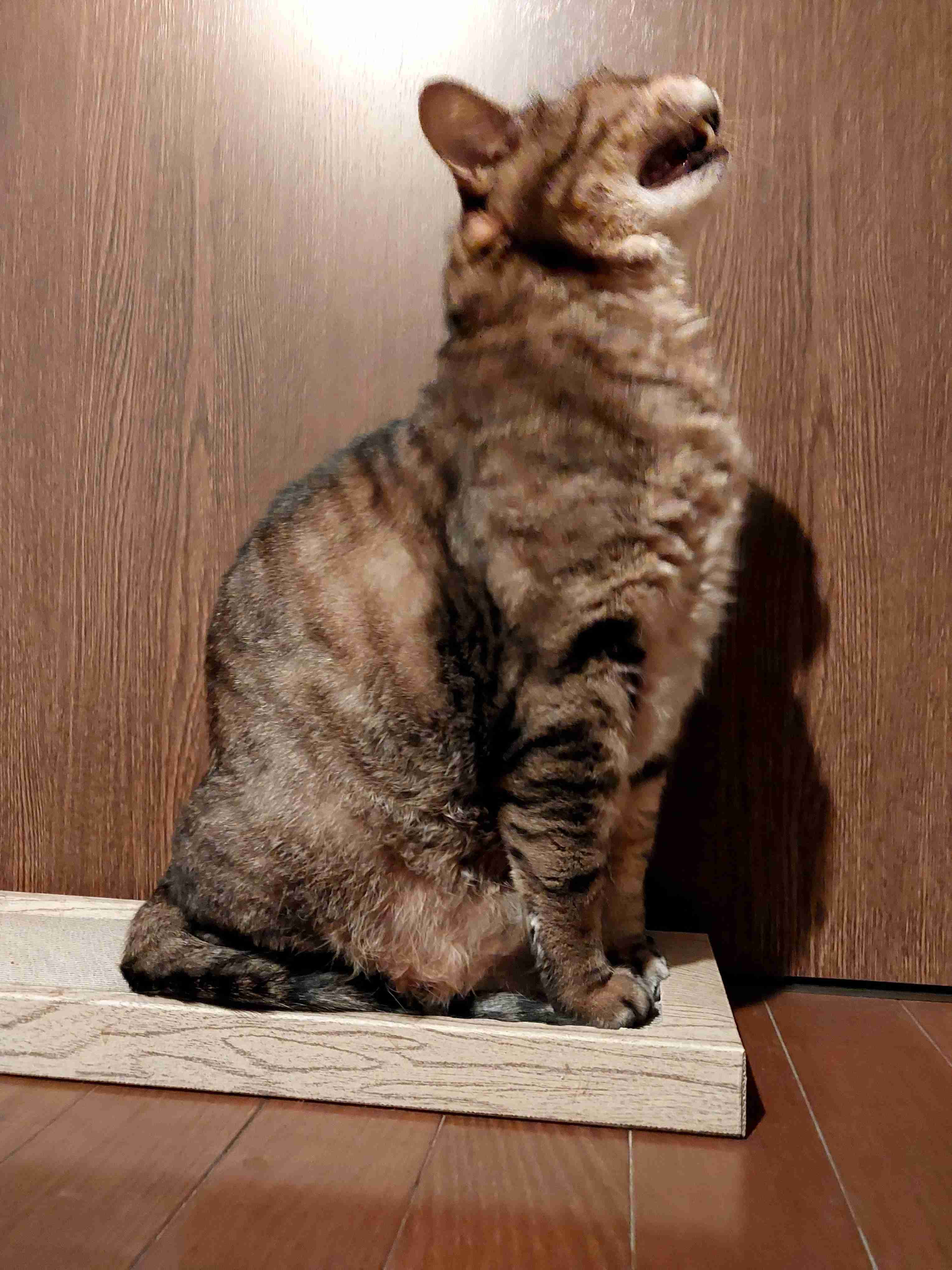 がるちゃん猫カフェ118号店開店しました♪(初めての方も大歓迎♪)