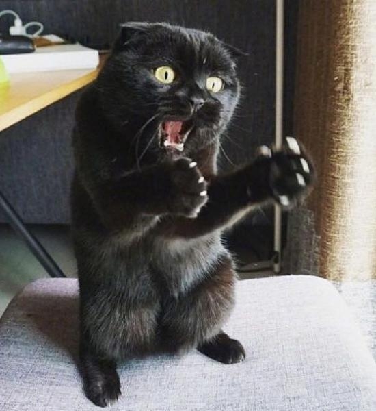 がるちゃん猫カフェ118号店開店しました♪(初めての方も大歓迎♪)