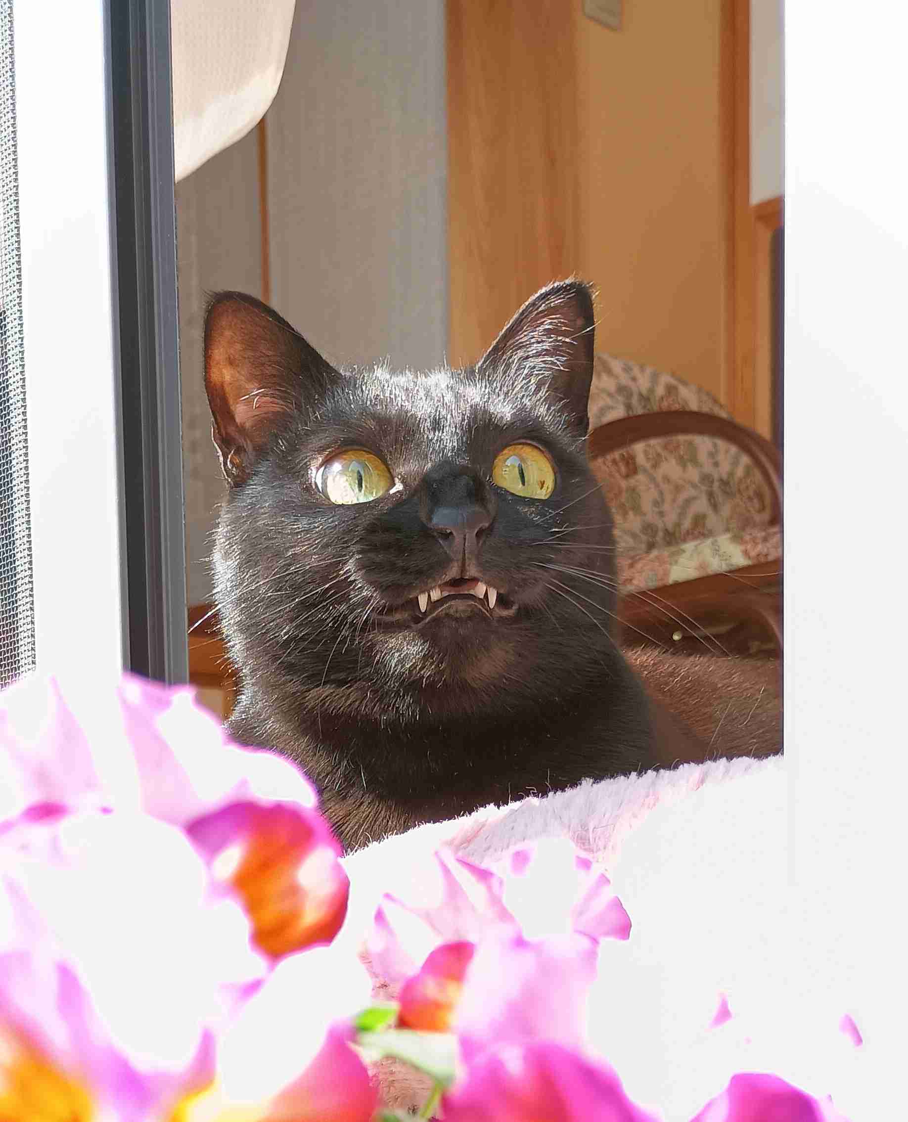 がるちゃん猫カフェ118号店開店しました♪(初めての方も大歓迎♪)