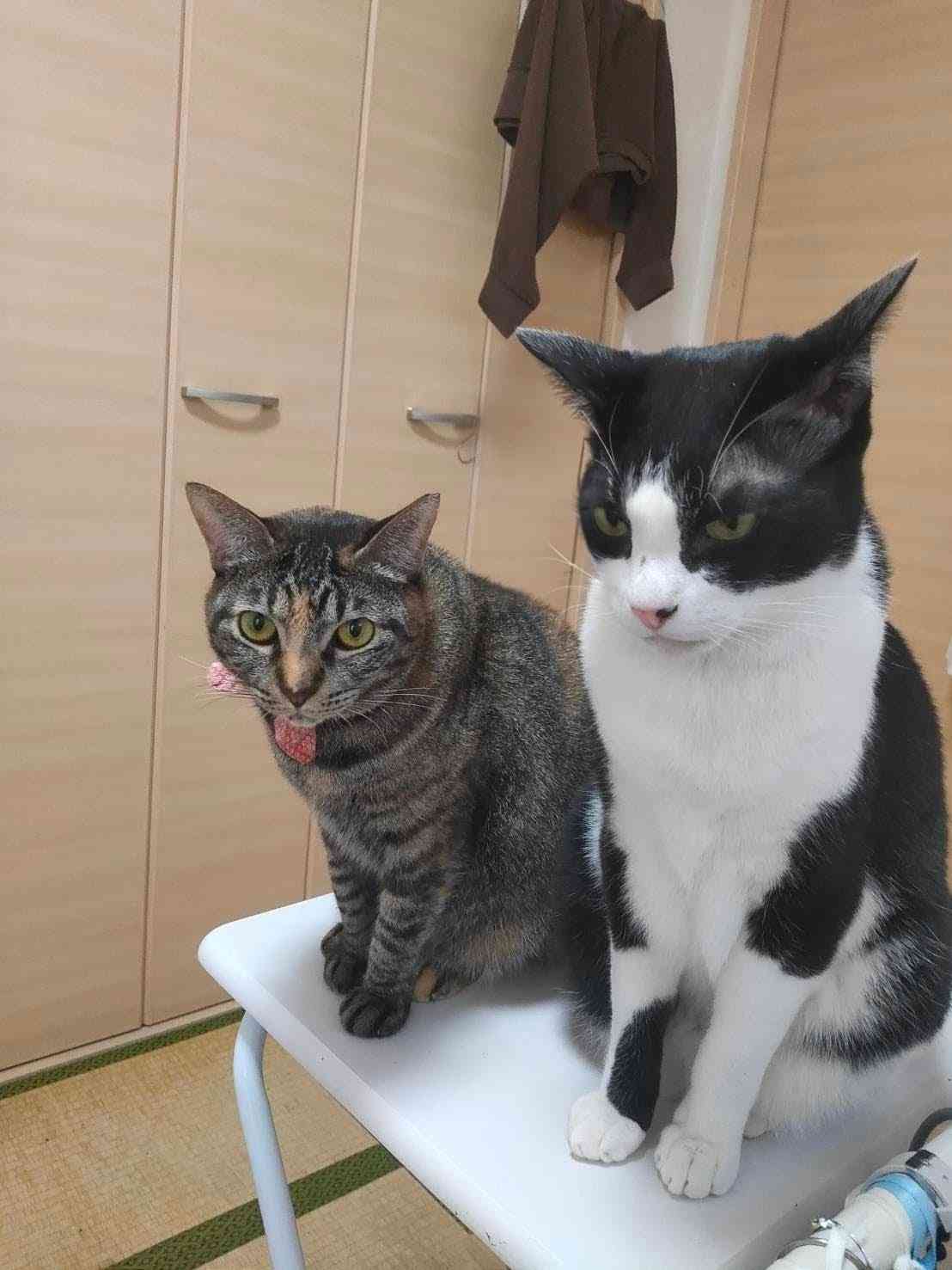 がるちゃん猫カフェ118号店開店しました♪(初めての方も大歓迎♪)